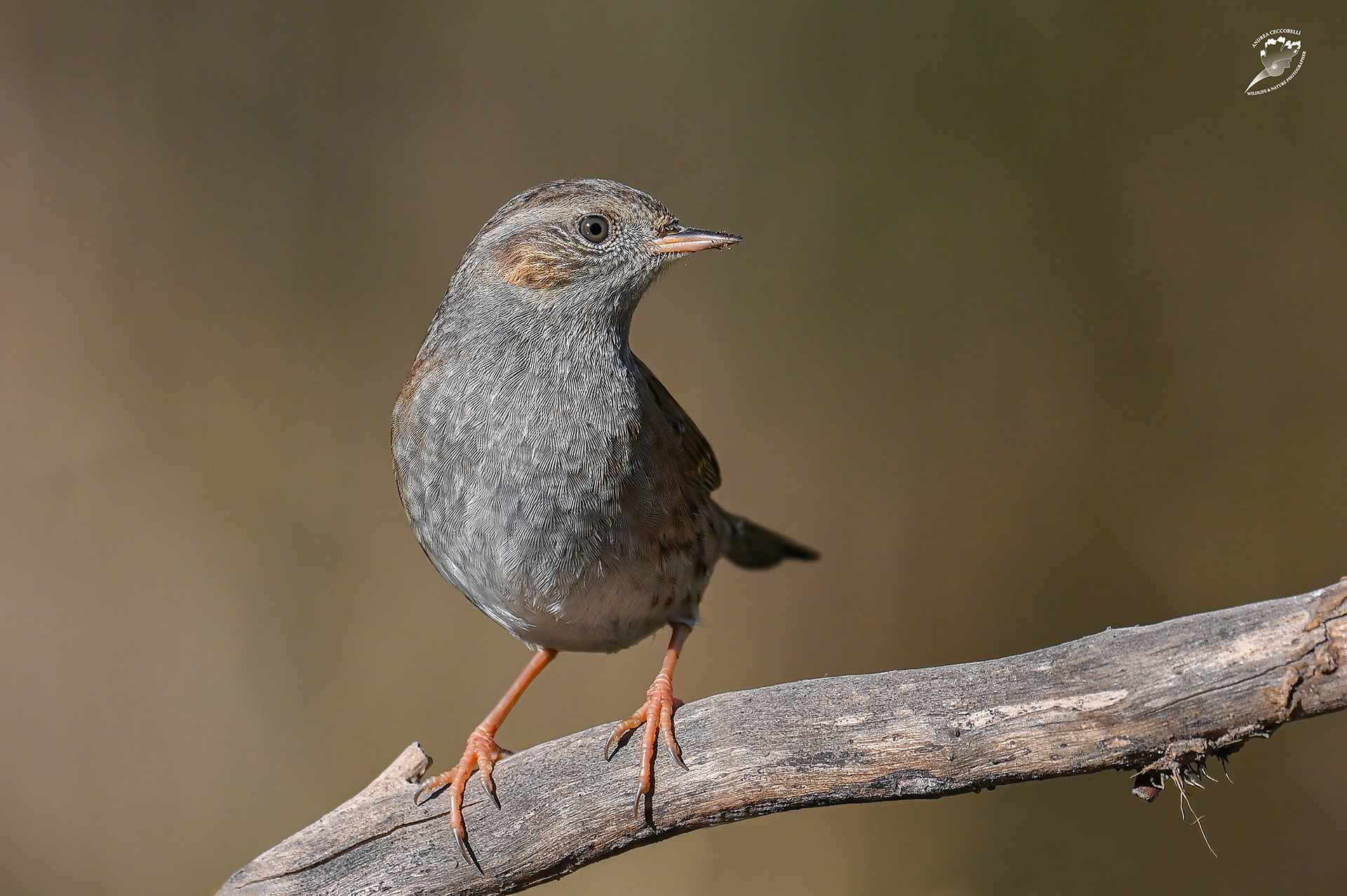 Passera scopaiola - Prunella modularis
