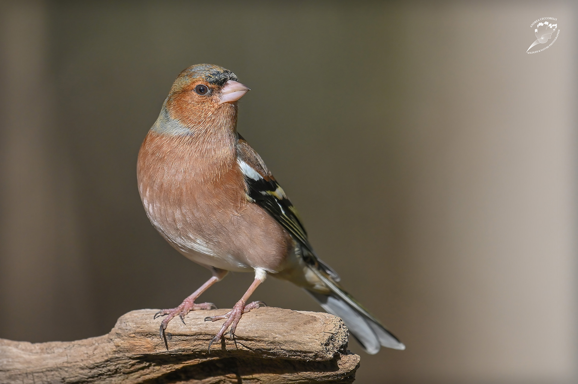 Fringuello (m) - Fringilla coelebs