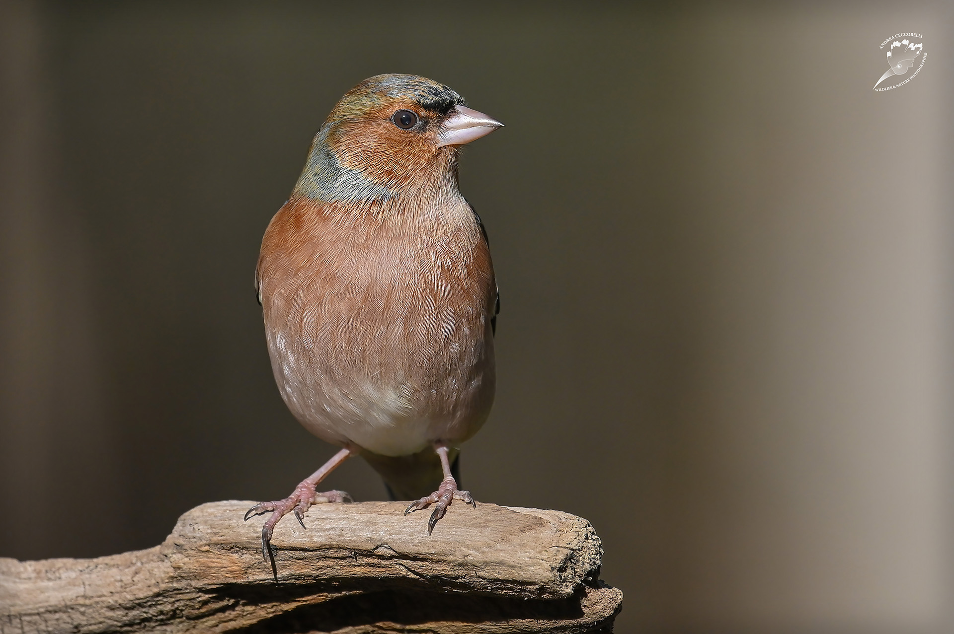 Fringuello (m) - Fringilla coelebs