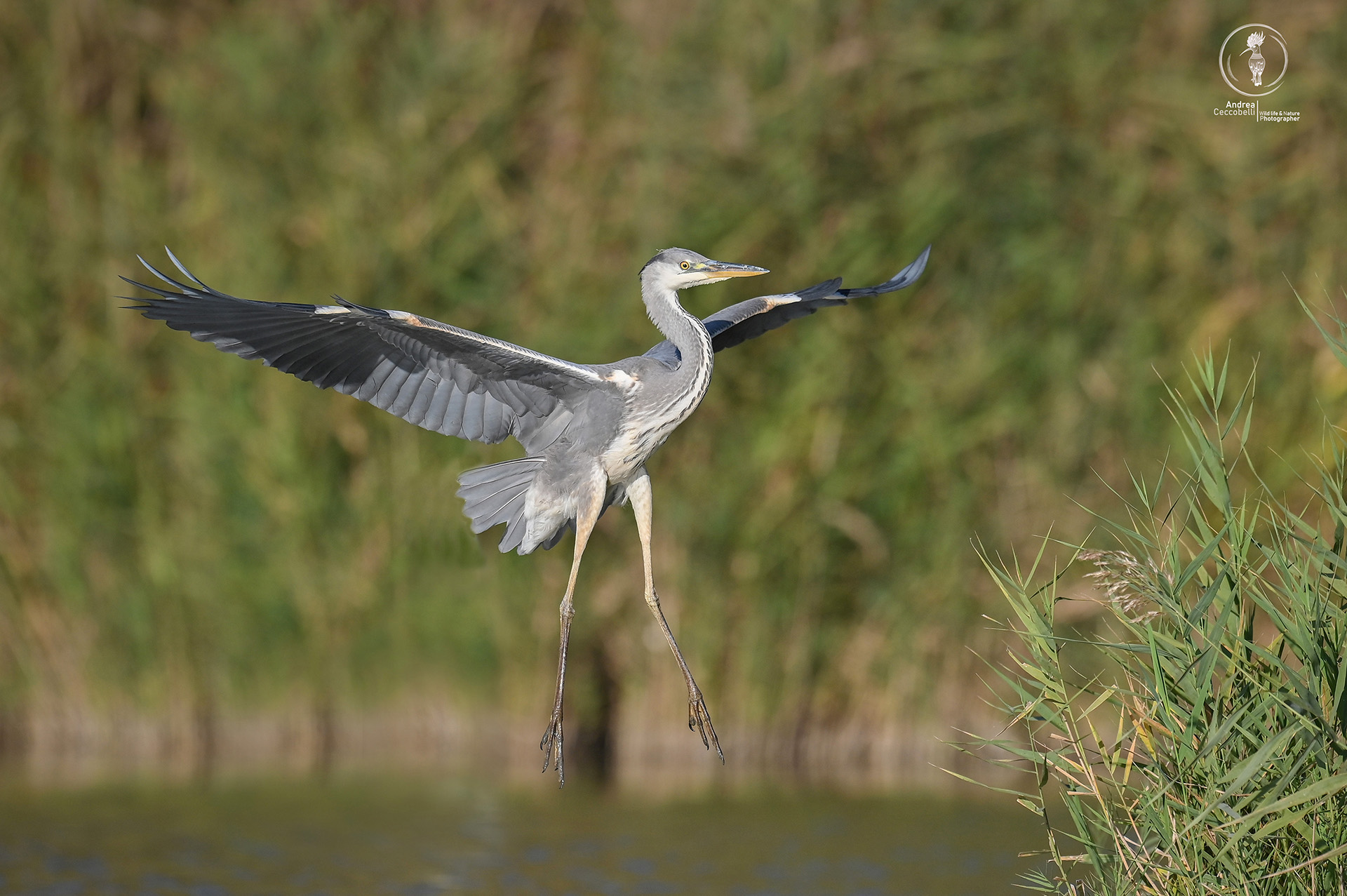 Airone cenerino - Ardea cinerea