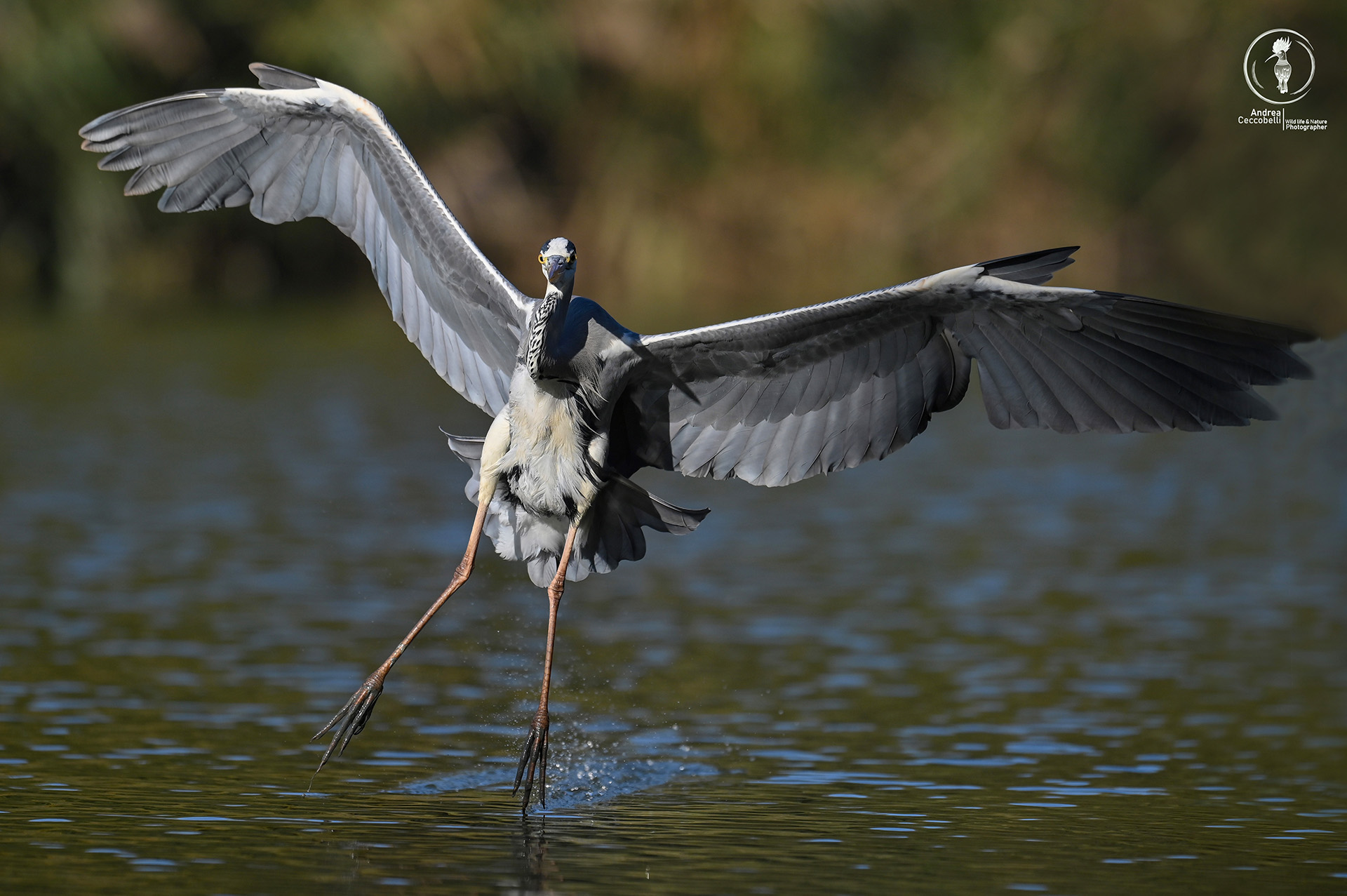 Airone cenerino - Ardea cinerea