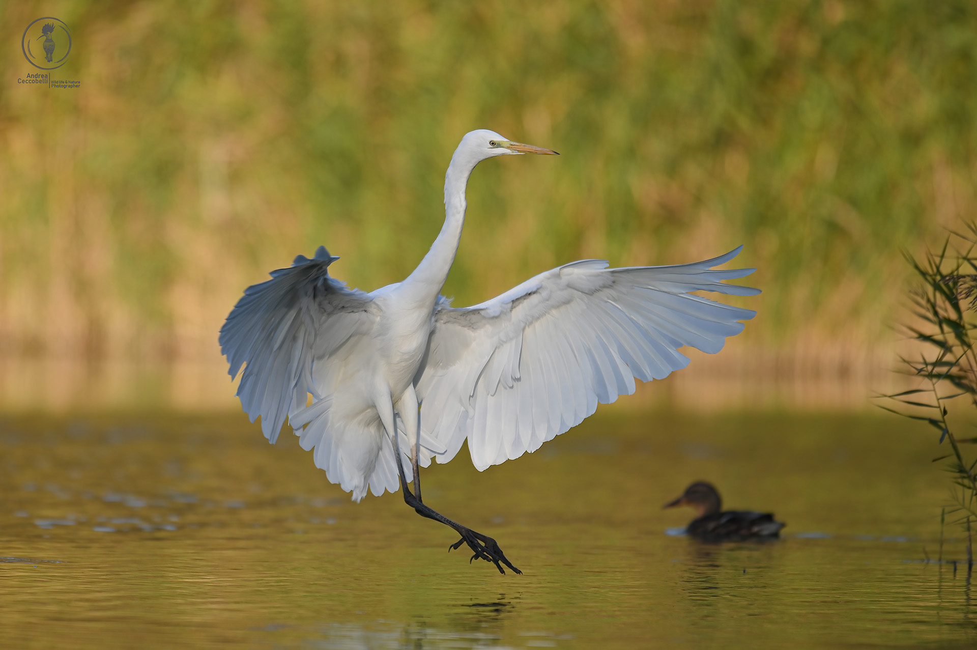 Airone bianco maggiore - Ardea alba