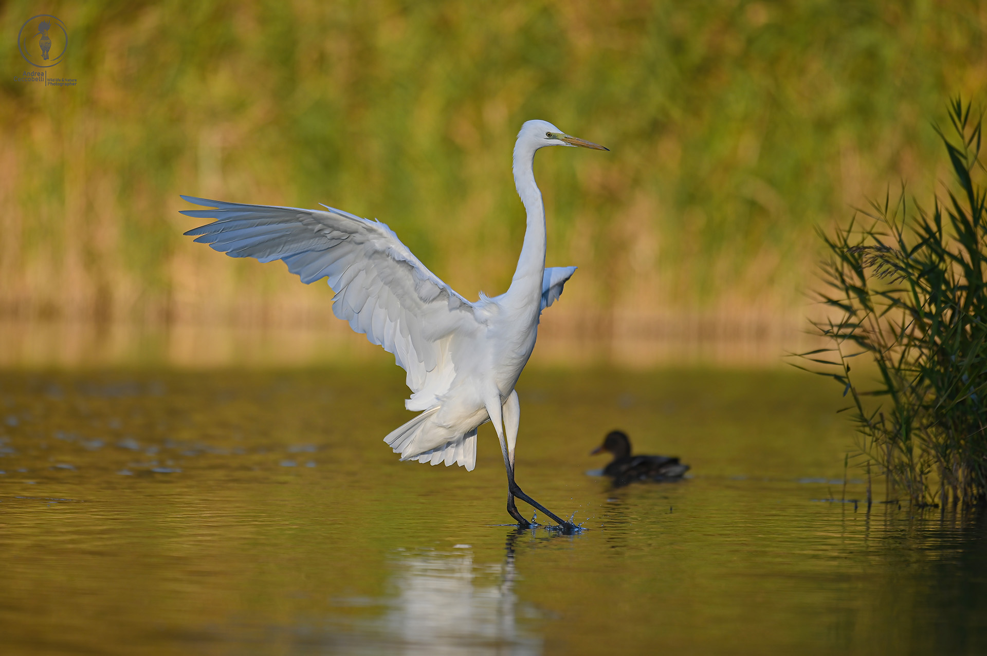 Airone bianco maggiore - Ardea alba