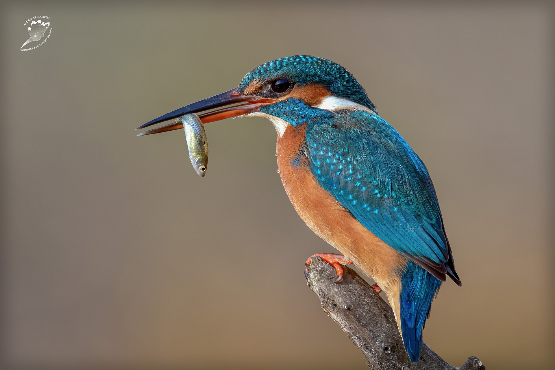 Martin pescatore (f) - Alcedo atthis
