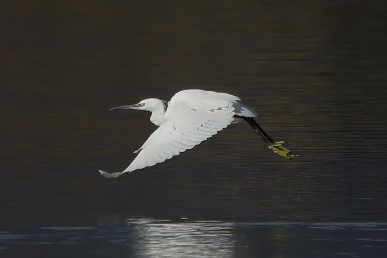 egret