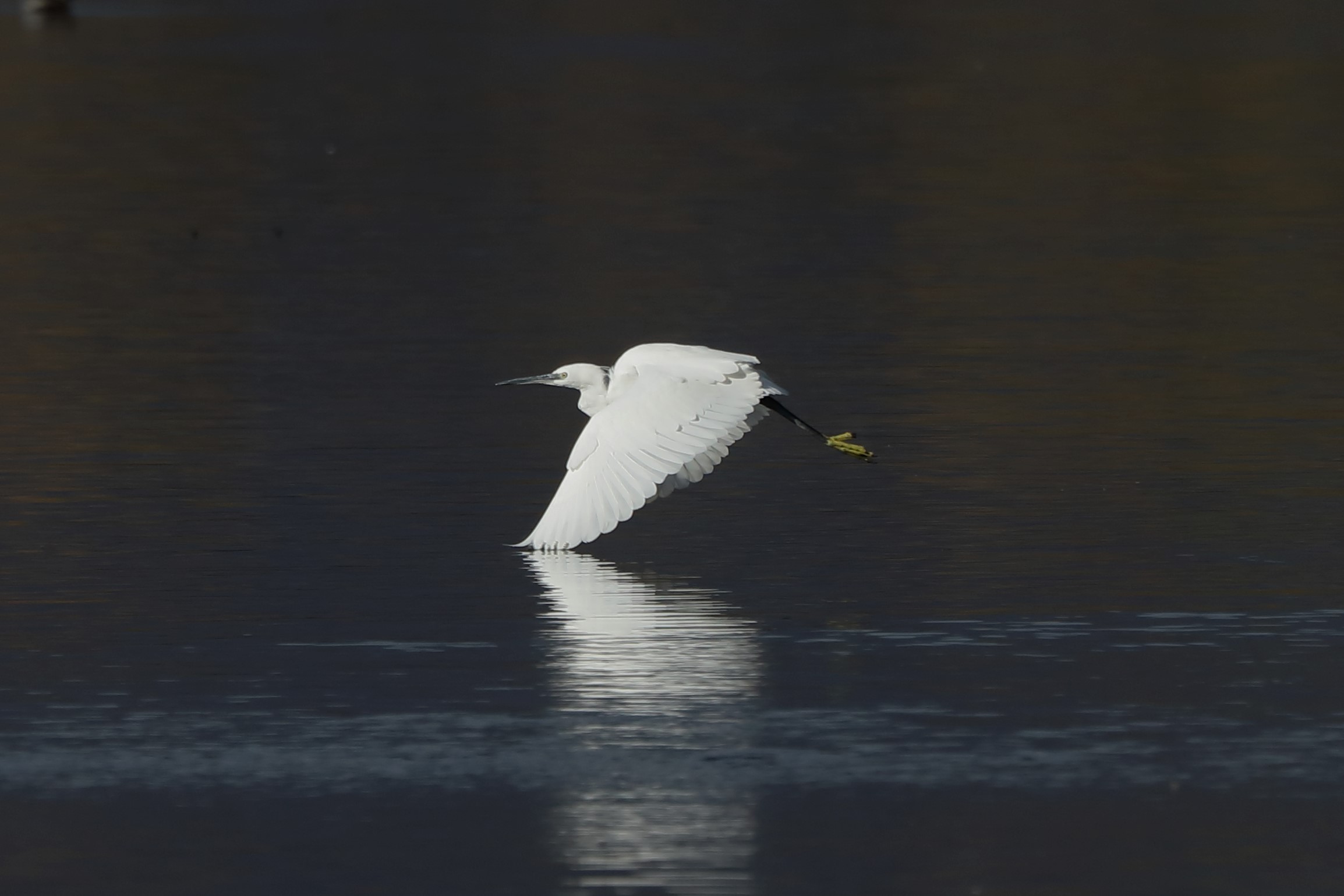egret