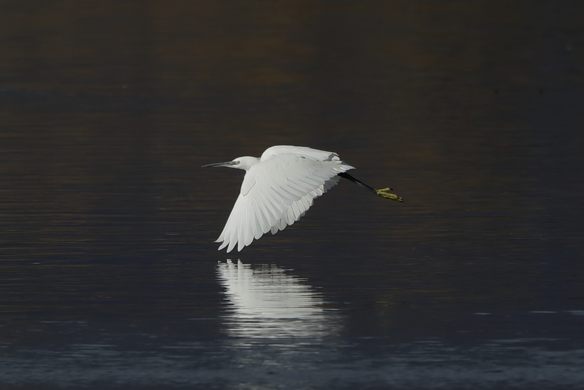 egret