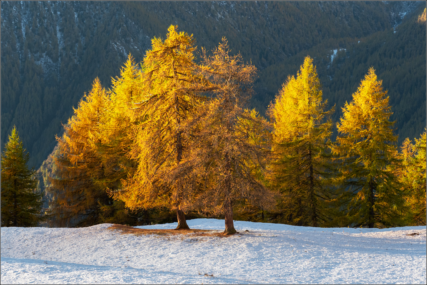larici in autunno
