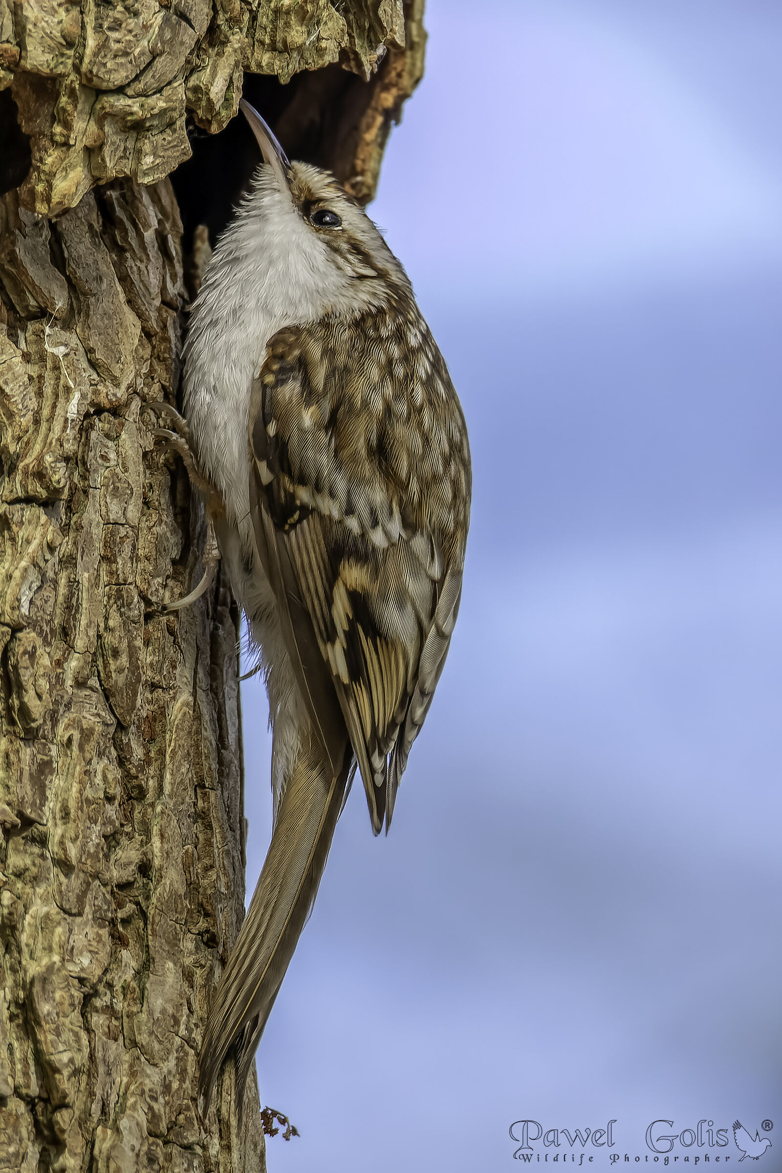 Treecreeper (Certhia familiaris)