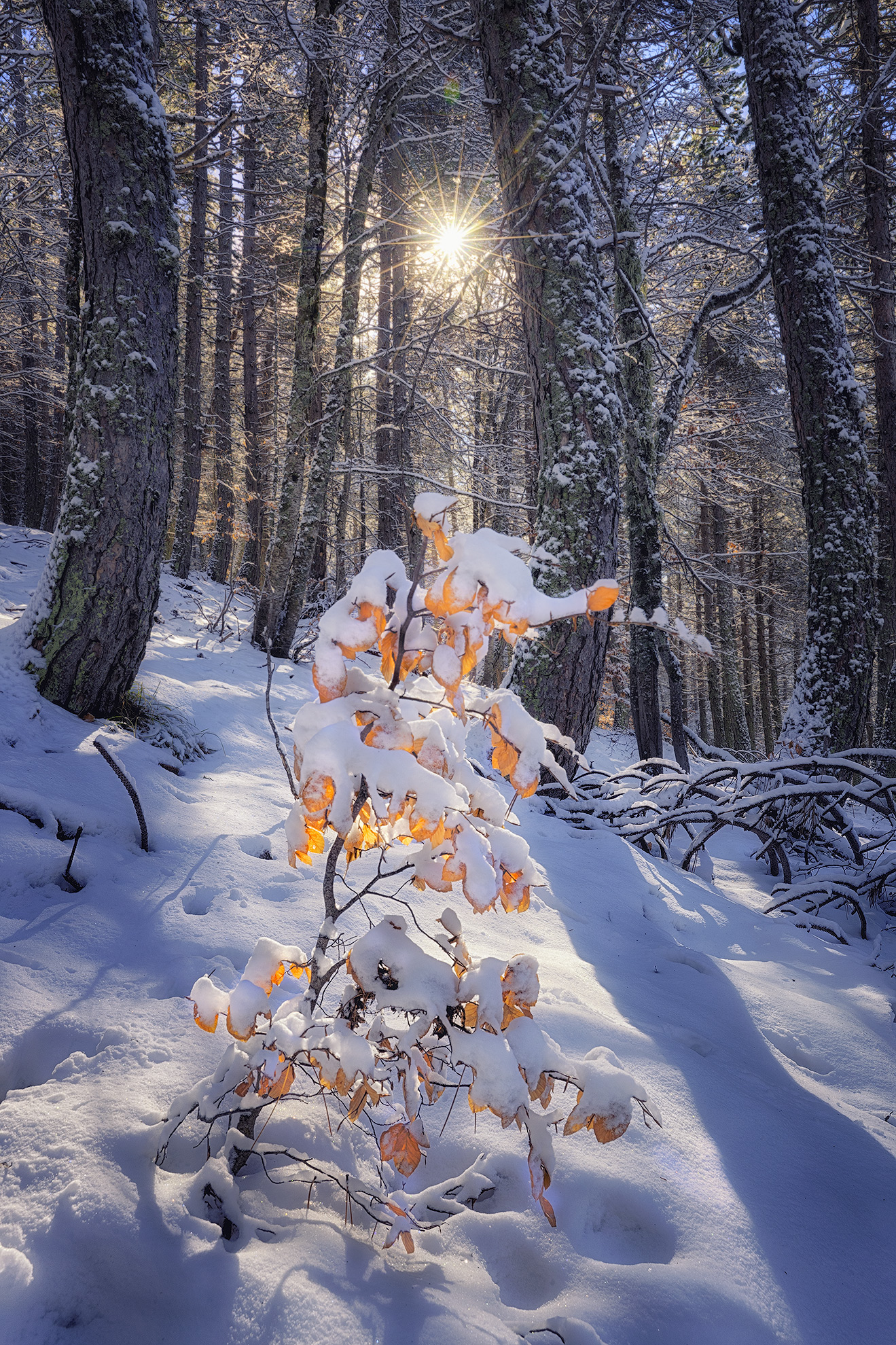 Primi assaggi di inverno