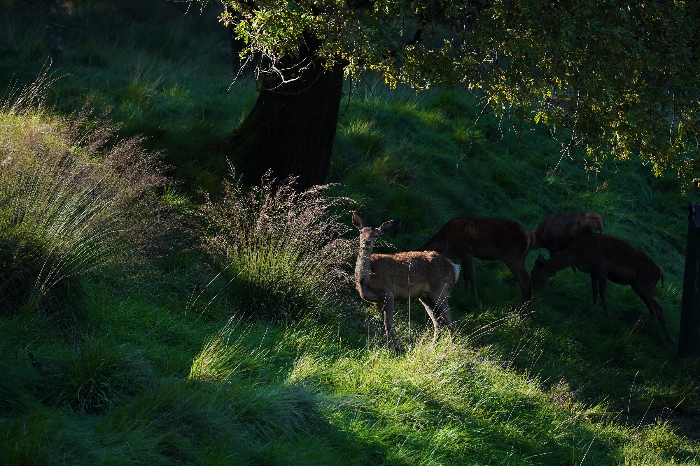 pasture