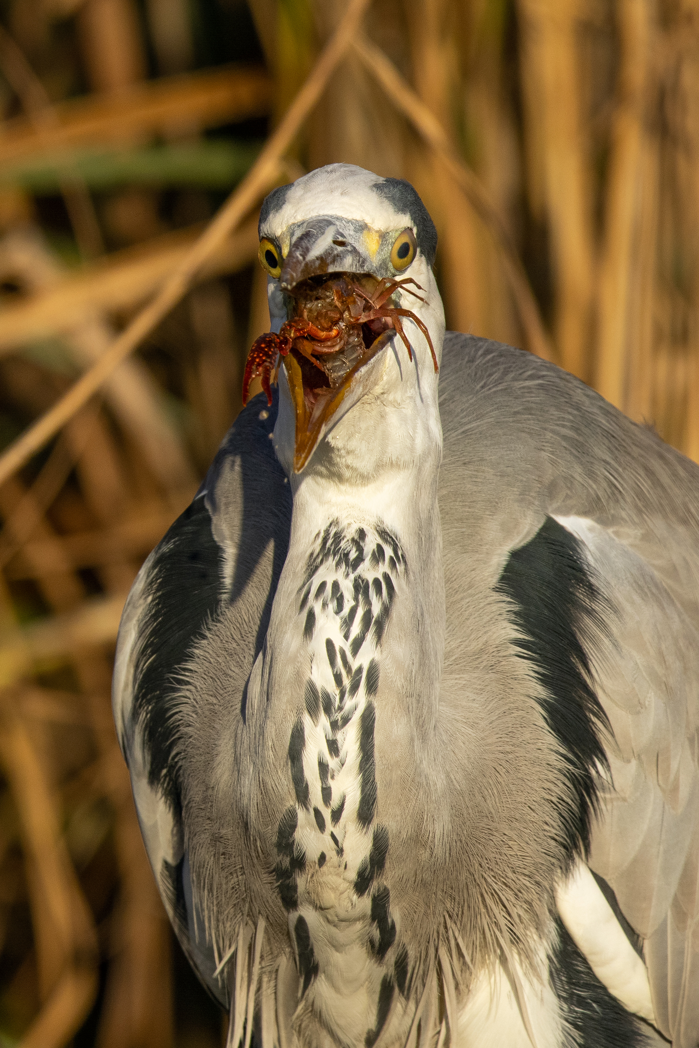 Grey Heron - Ardea cinerea (Figueira da Foz, Portugal)