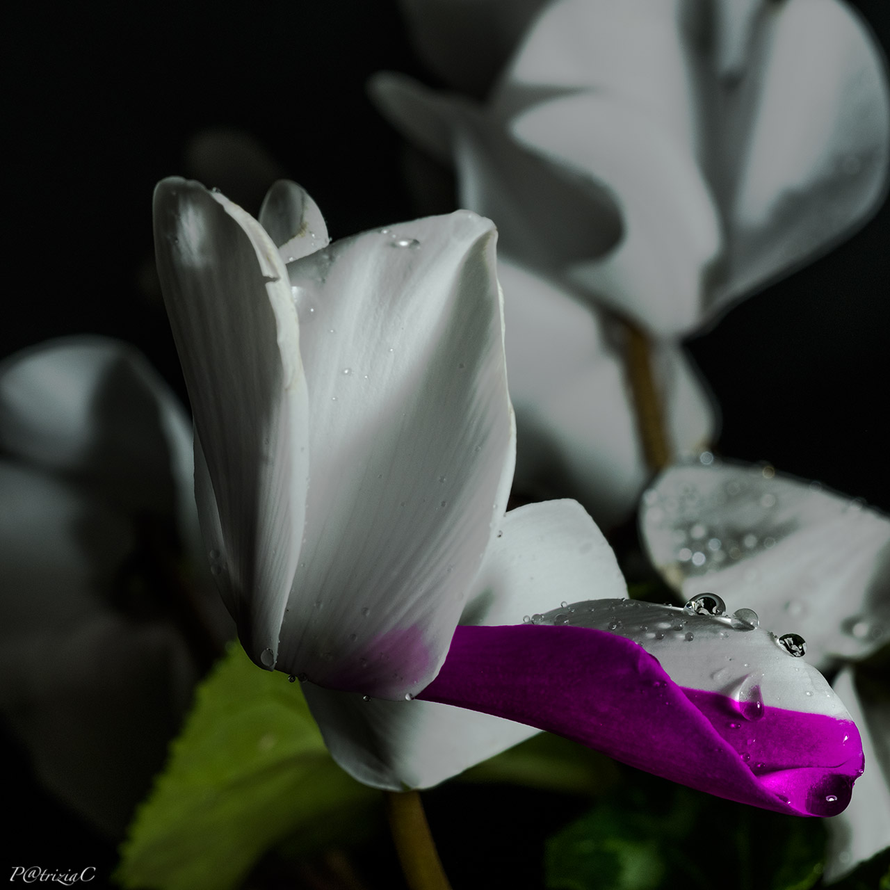 __differenti colorazioni__