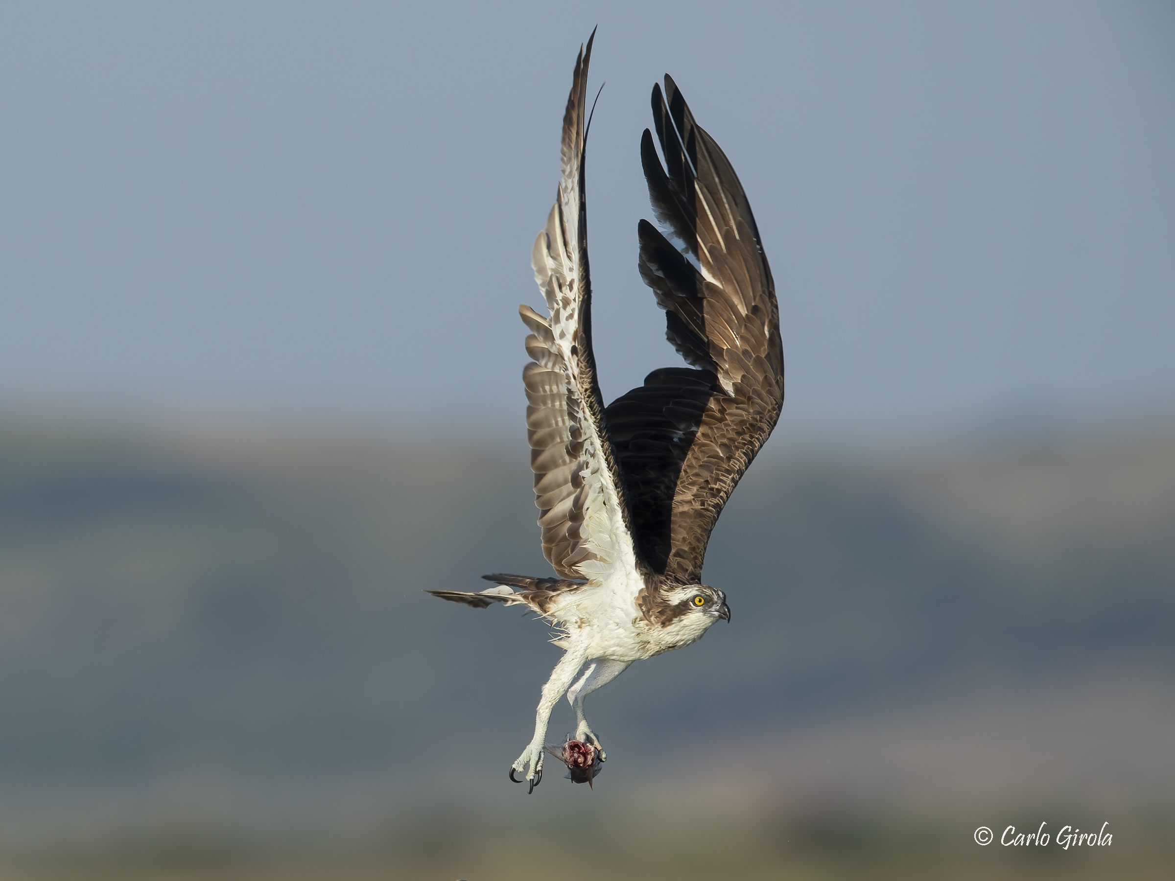 Falco pescatore (Pandion haliaetus)