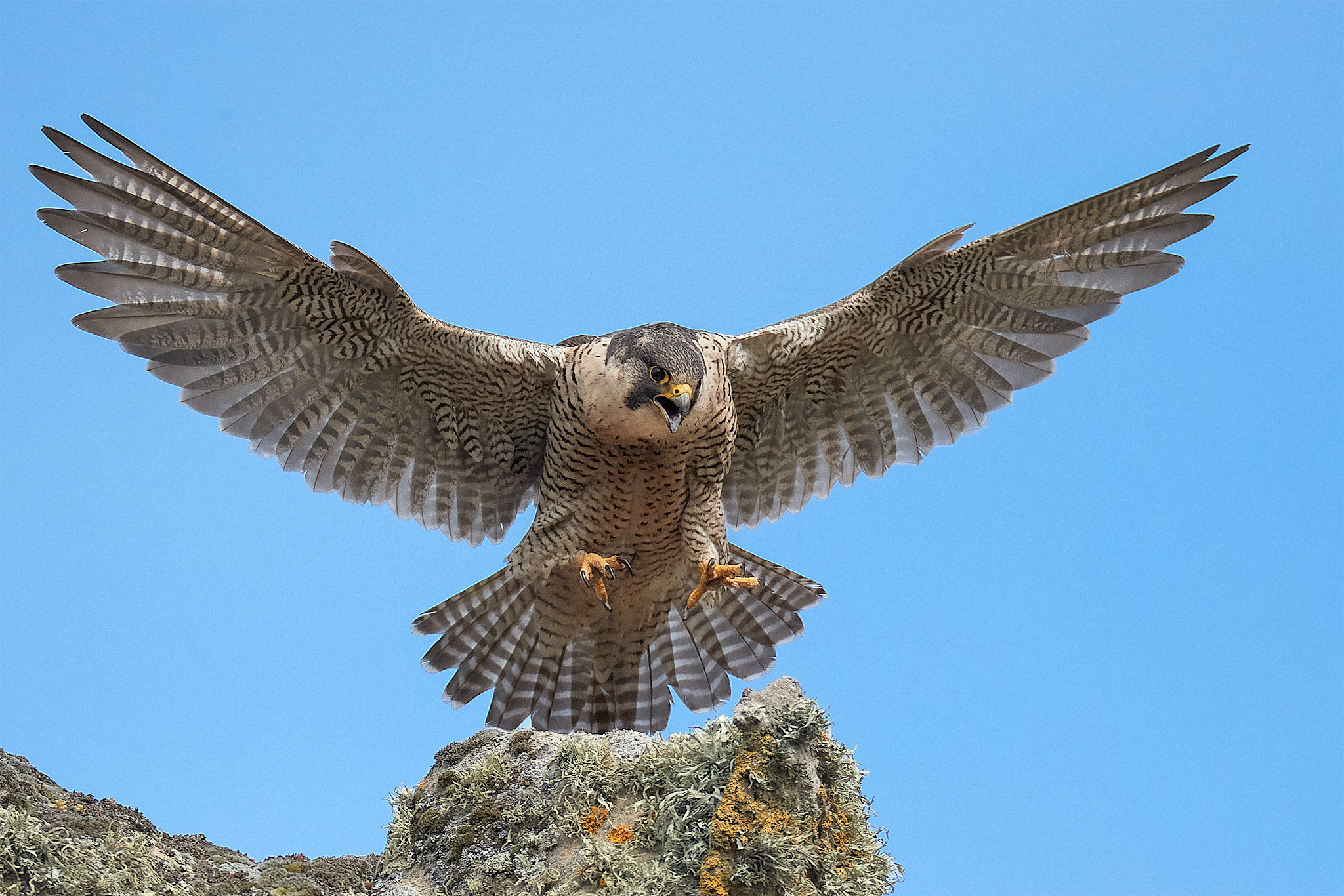 peregrine