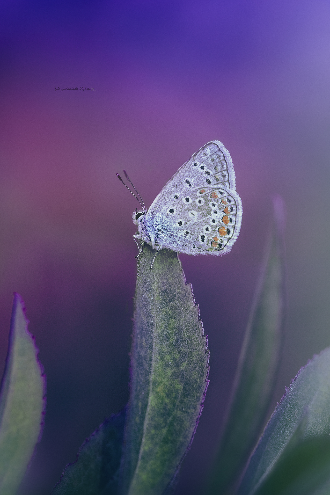 Polyommatus icarus