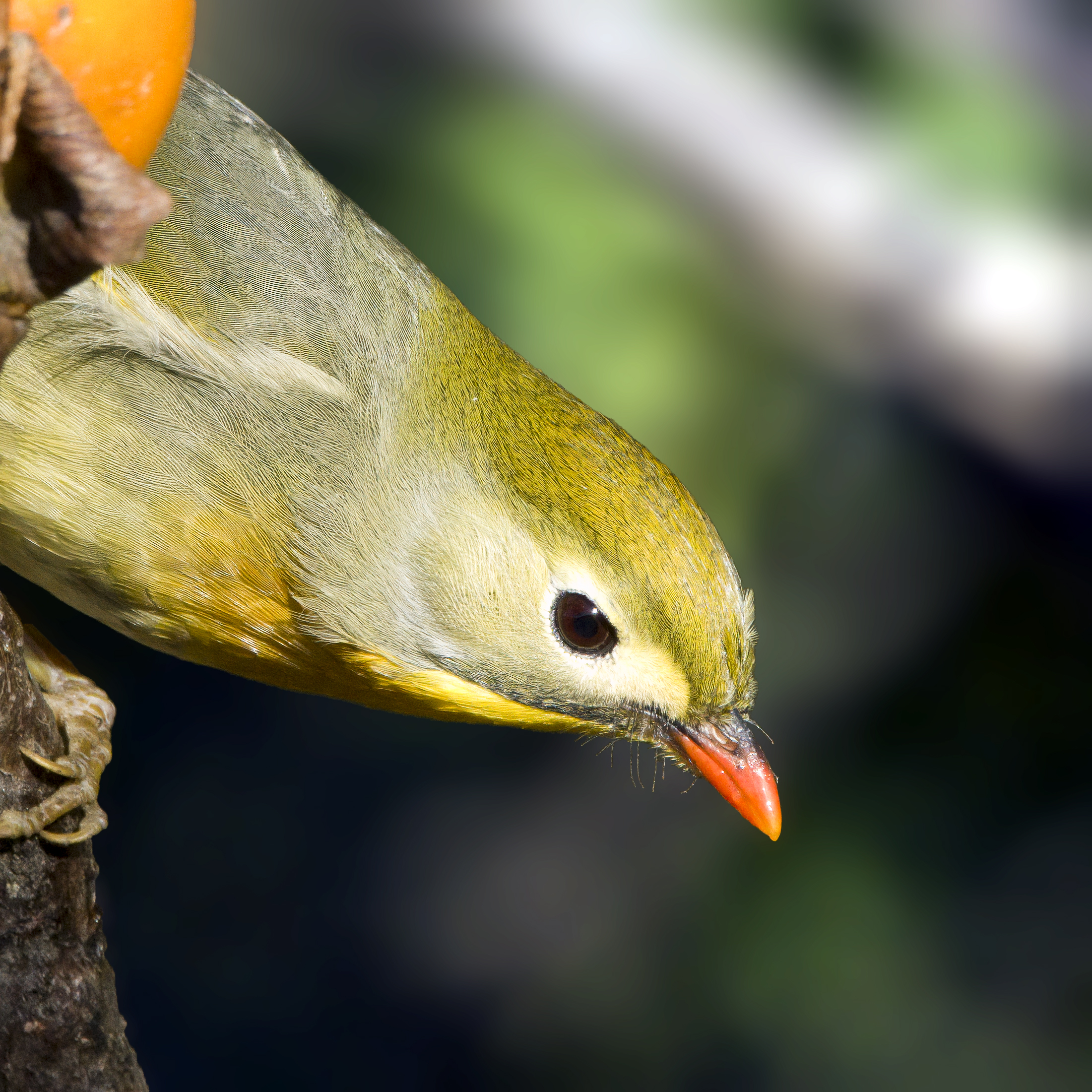 Nightingale of Japan