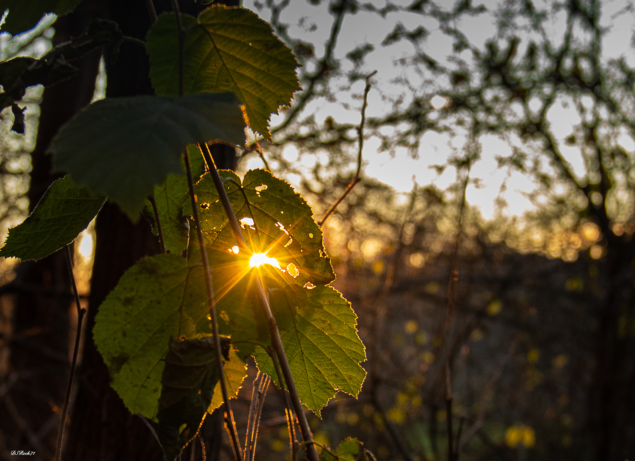light among the leaves