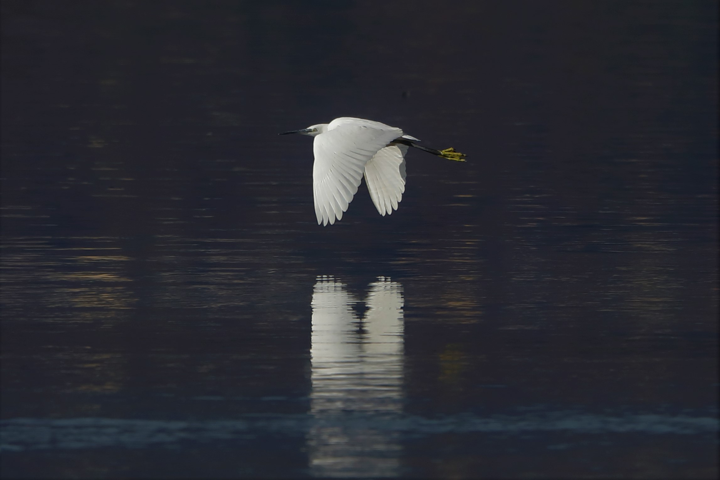 egret