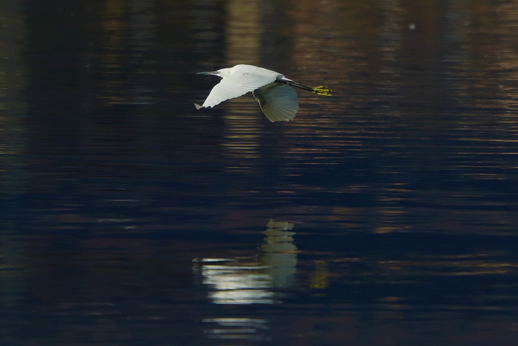 egret