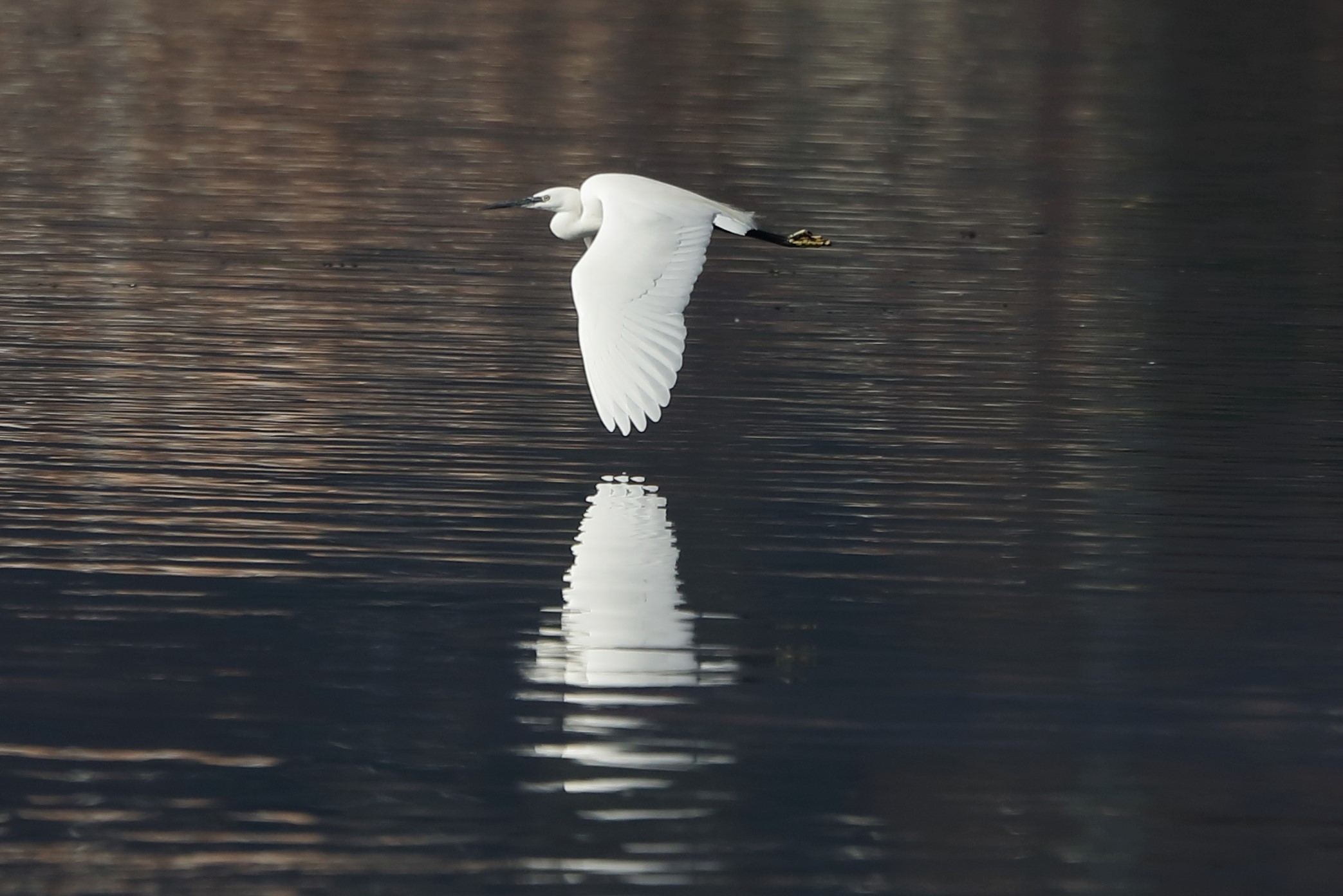 egret