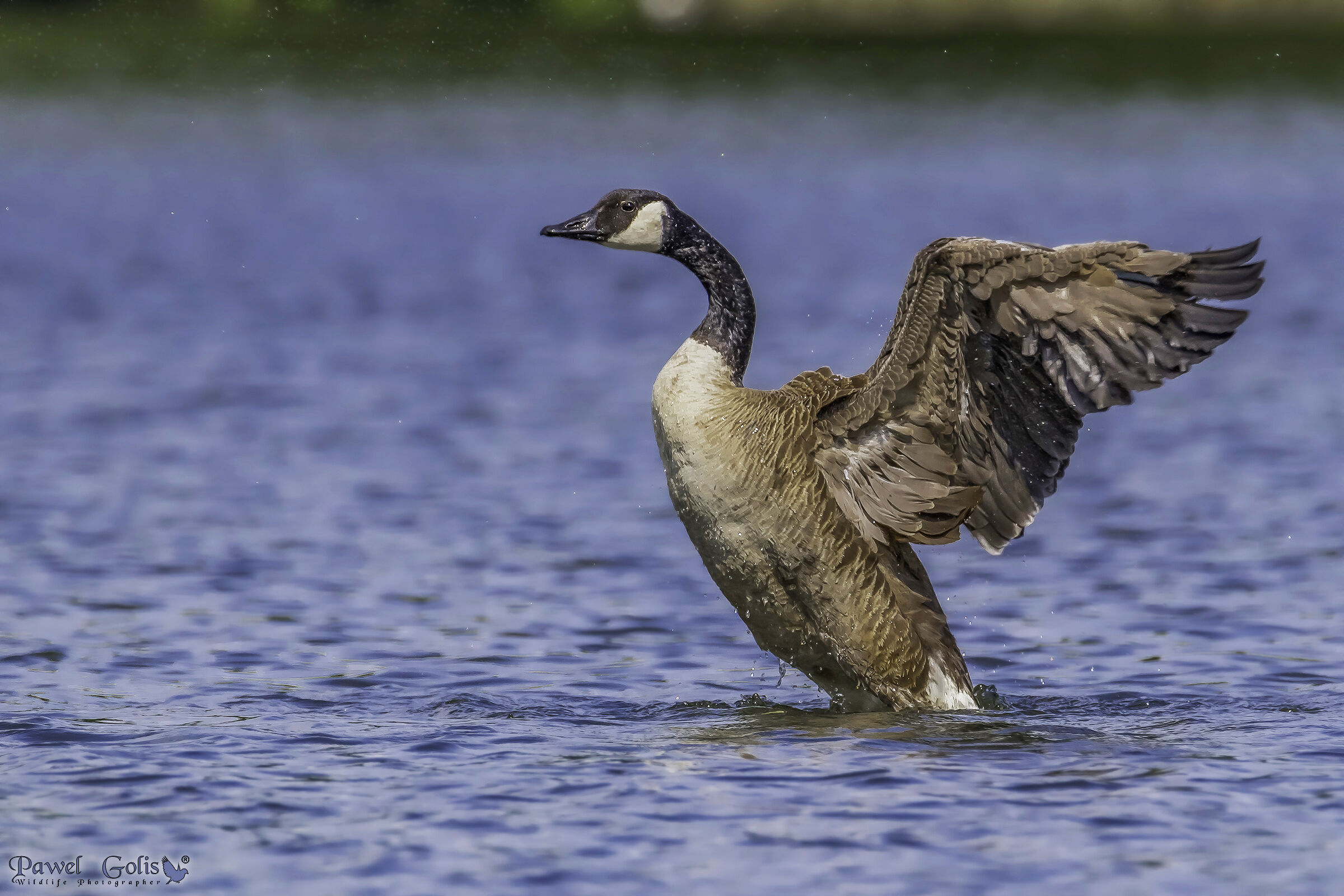 Oca canadese (Branta canadensis)