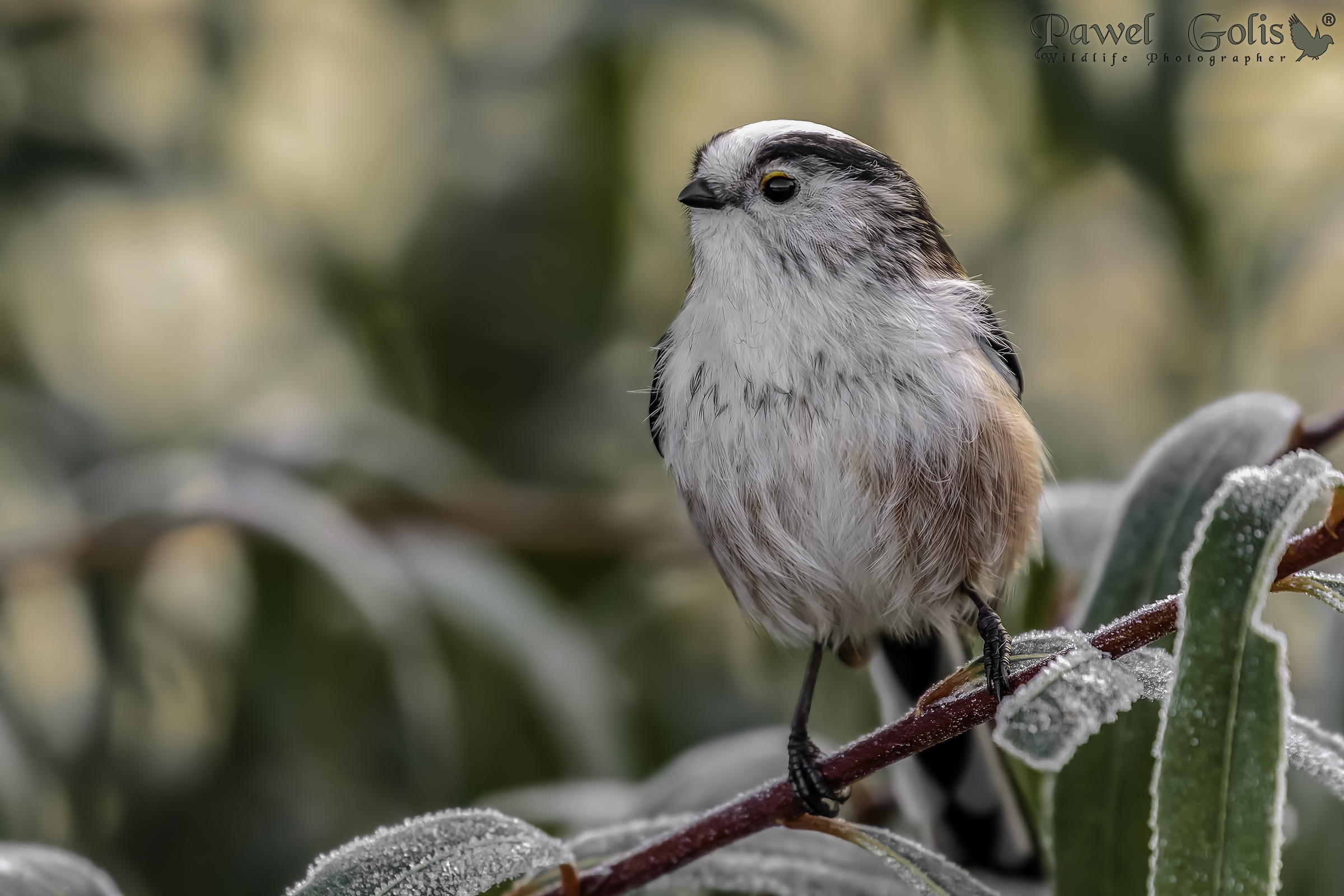 Bushtit dalla coda lunga (Aegithalos caudatus)