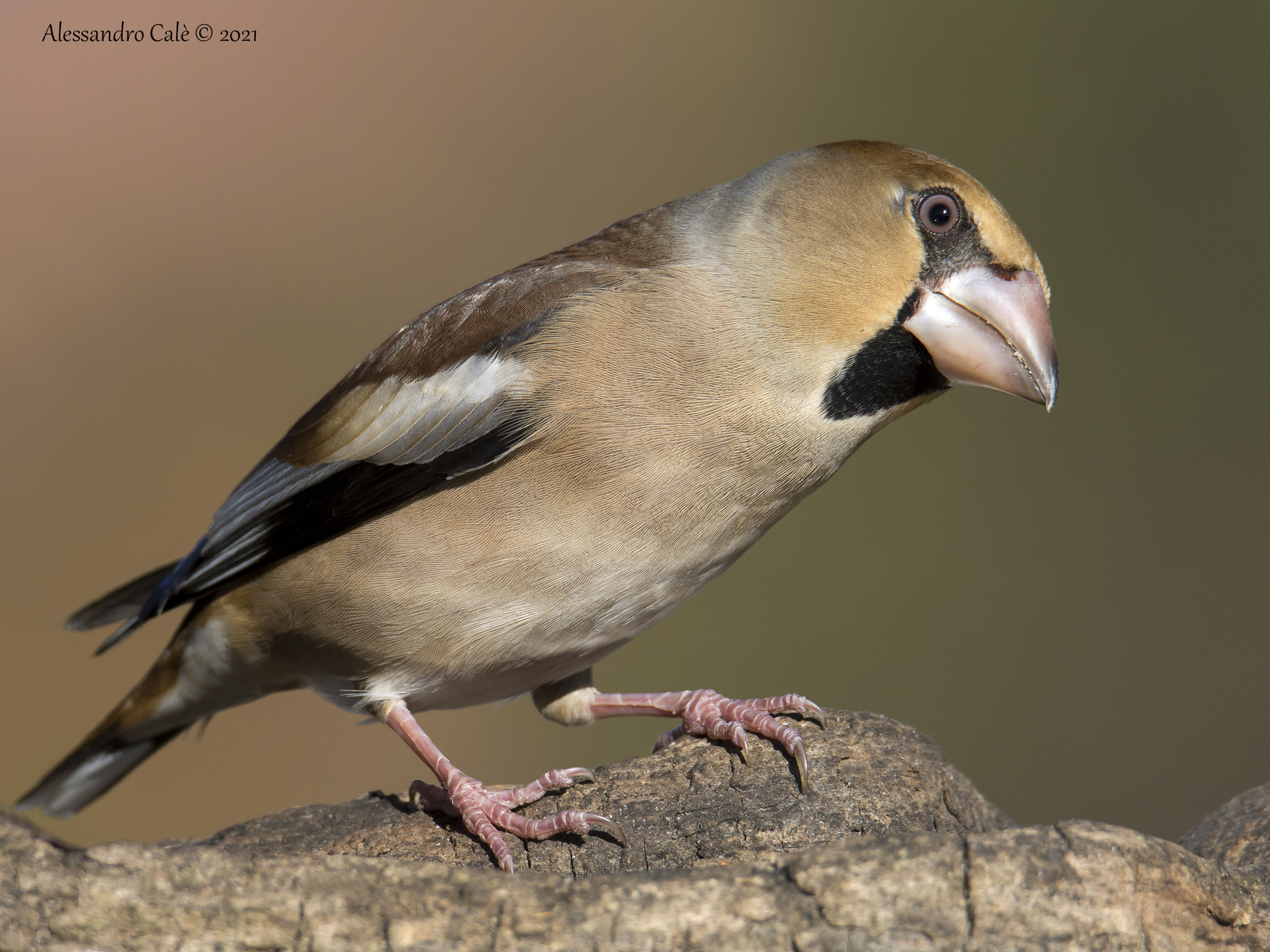 Coccothraustes coccothraustes ( Frosone) 0922