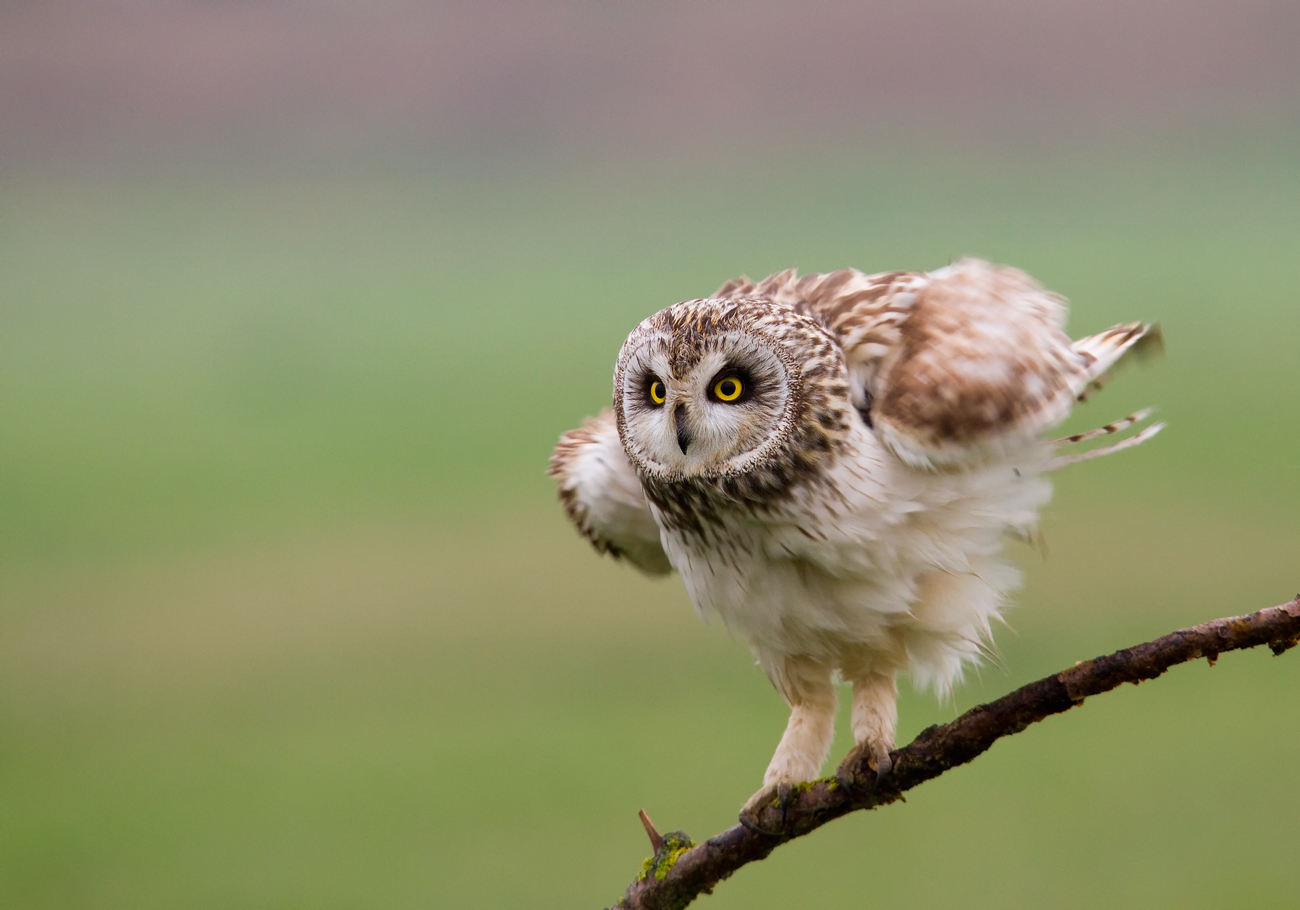short-eared owl