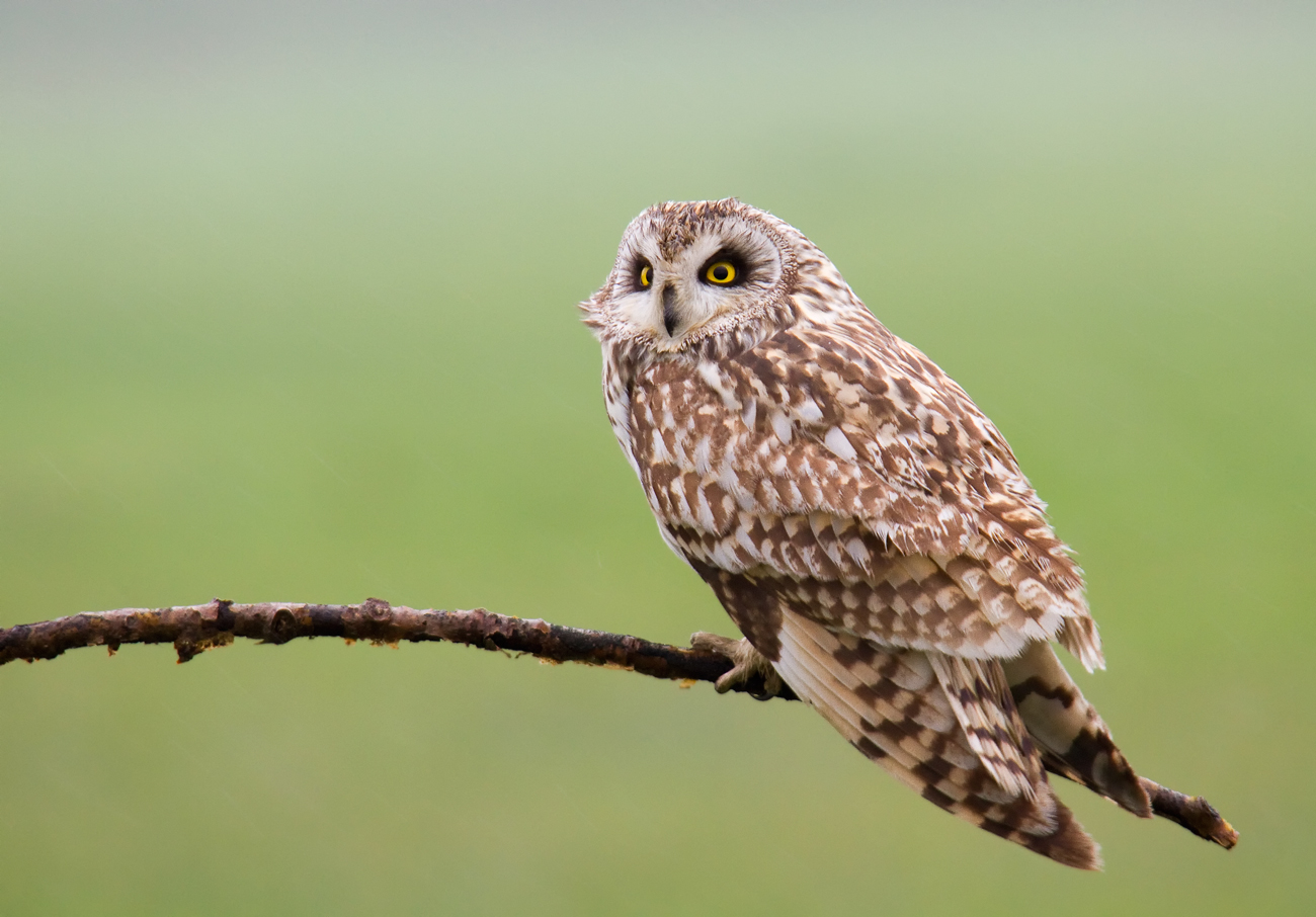 short-eared owl