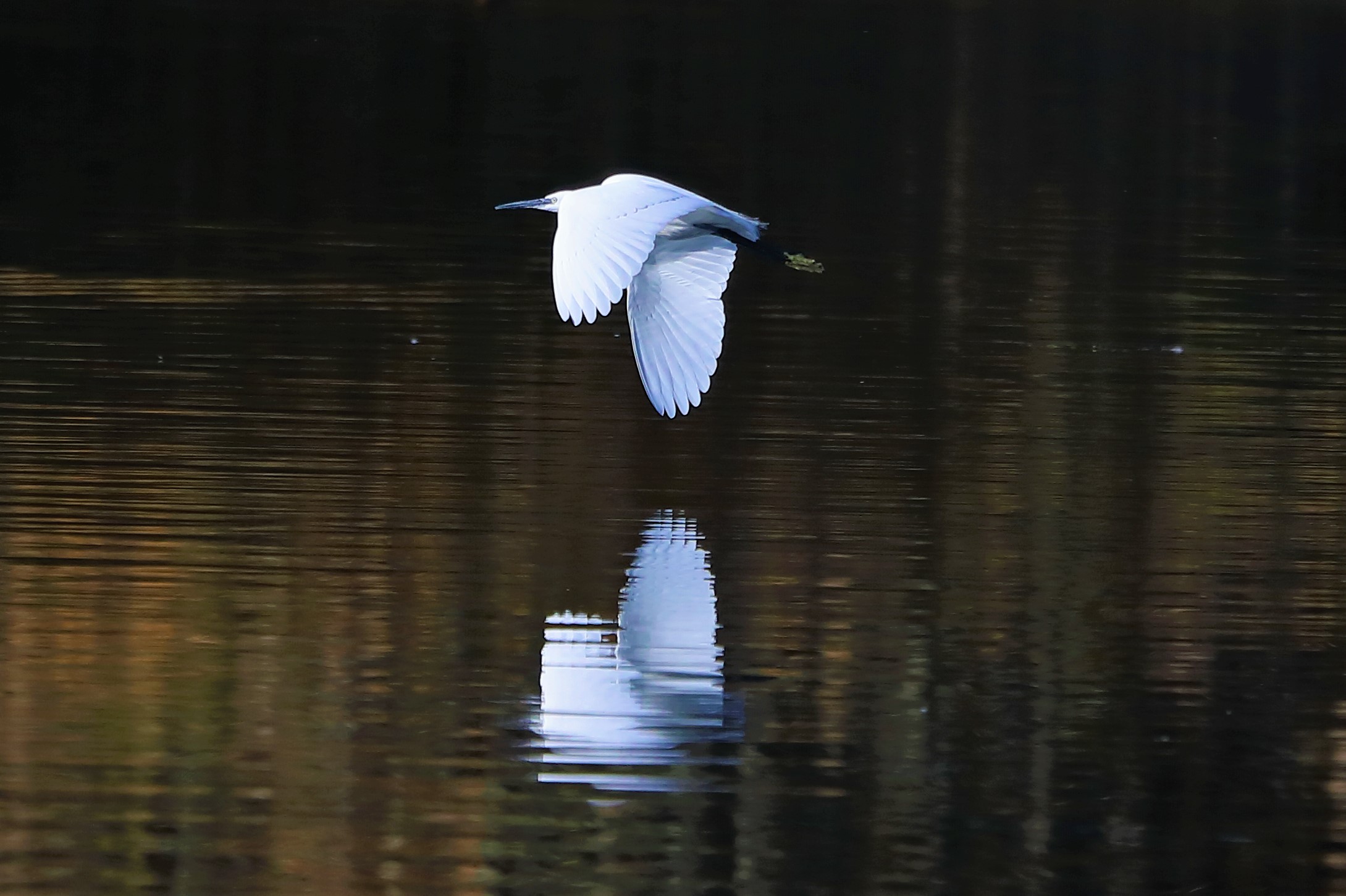 egret
