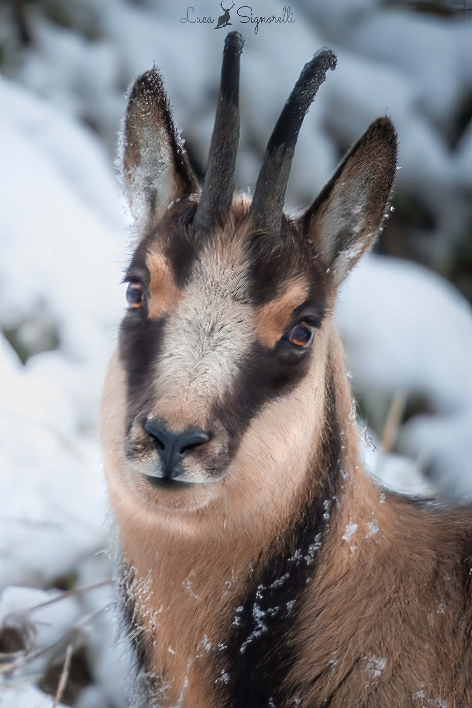 Portrait of a chamois