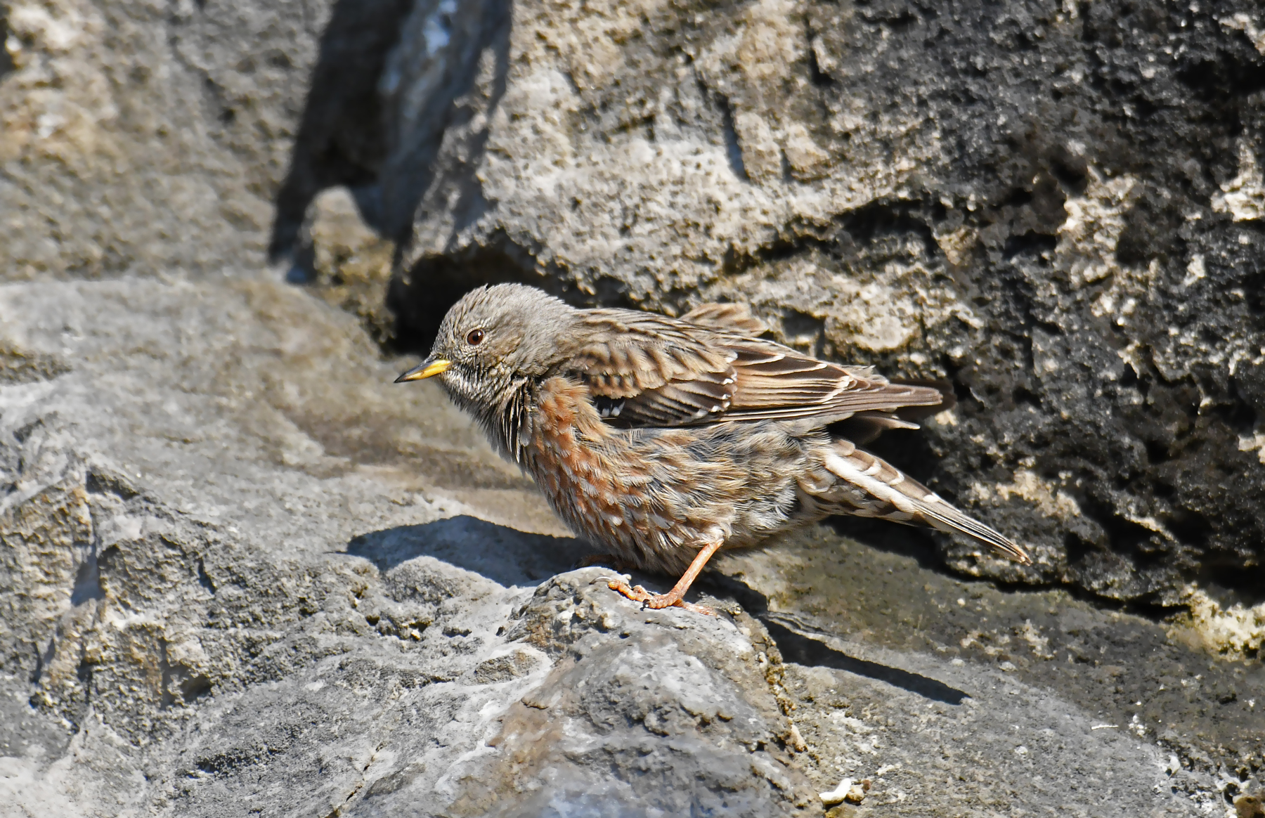 Alpine accentor