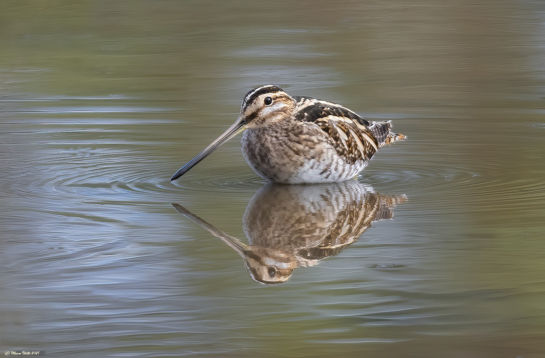 Snel (Gallinago gallinago)