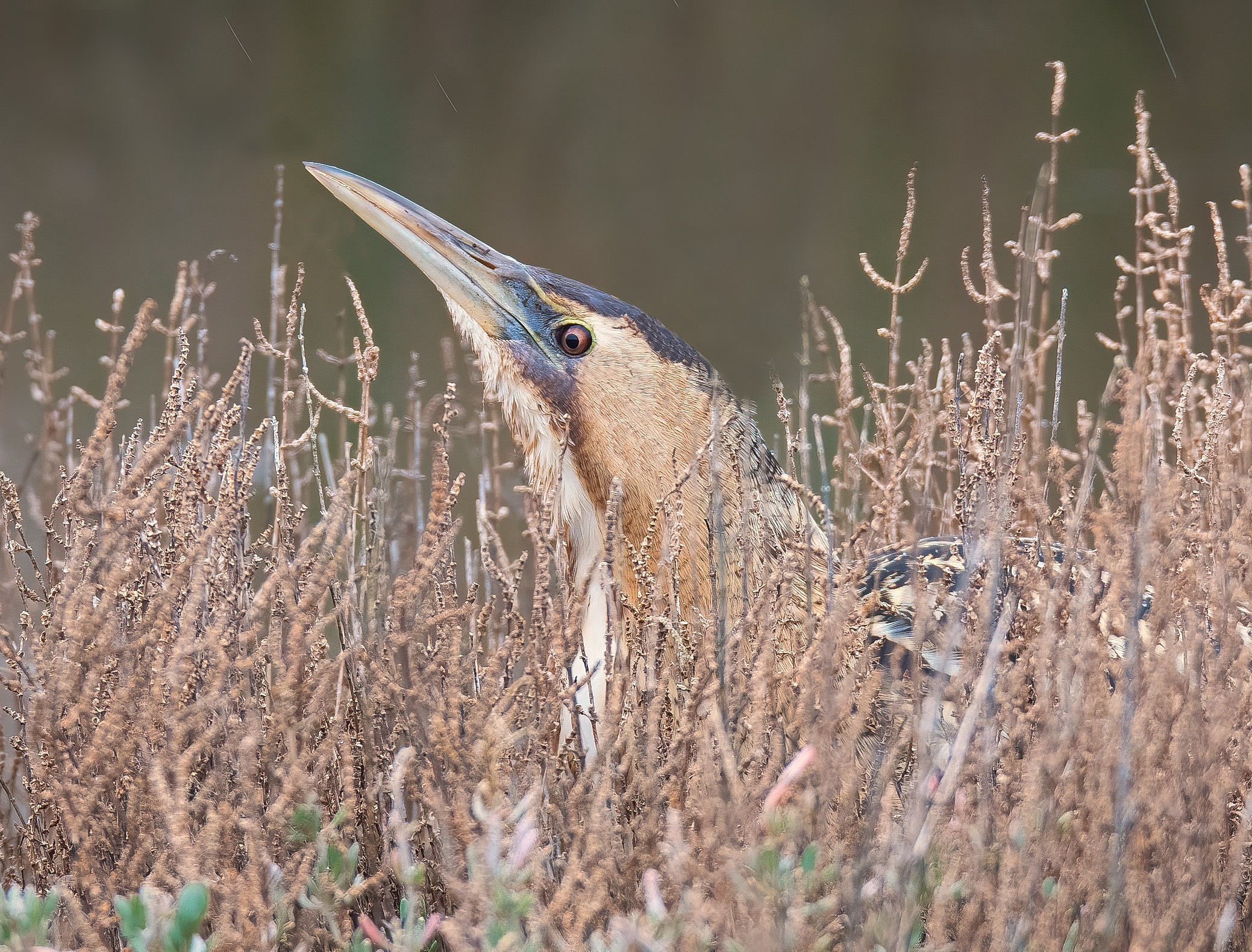 Bittern (Botaurus stellaris) in the rain
