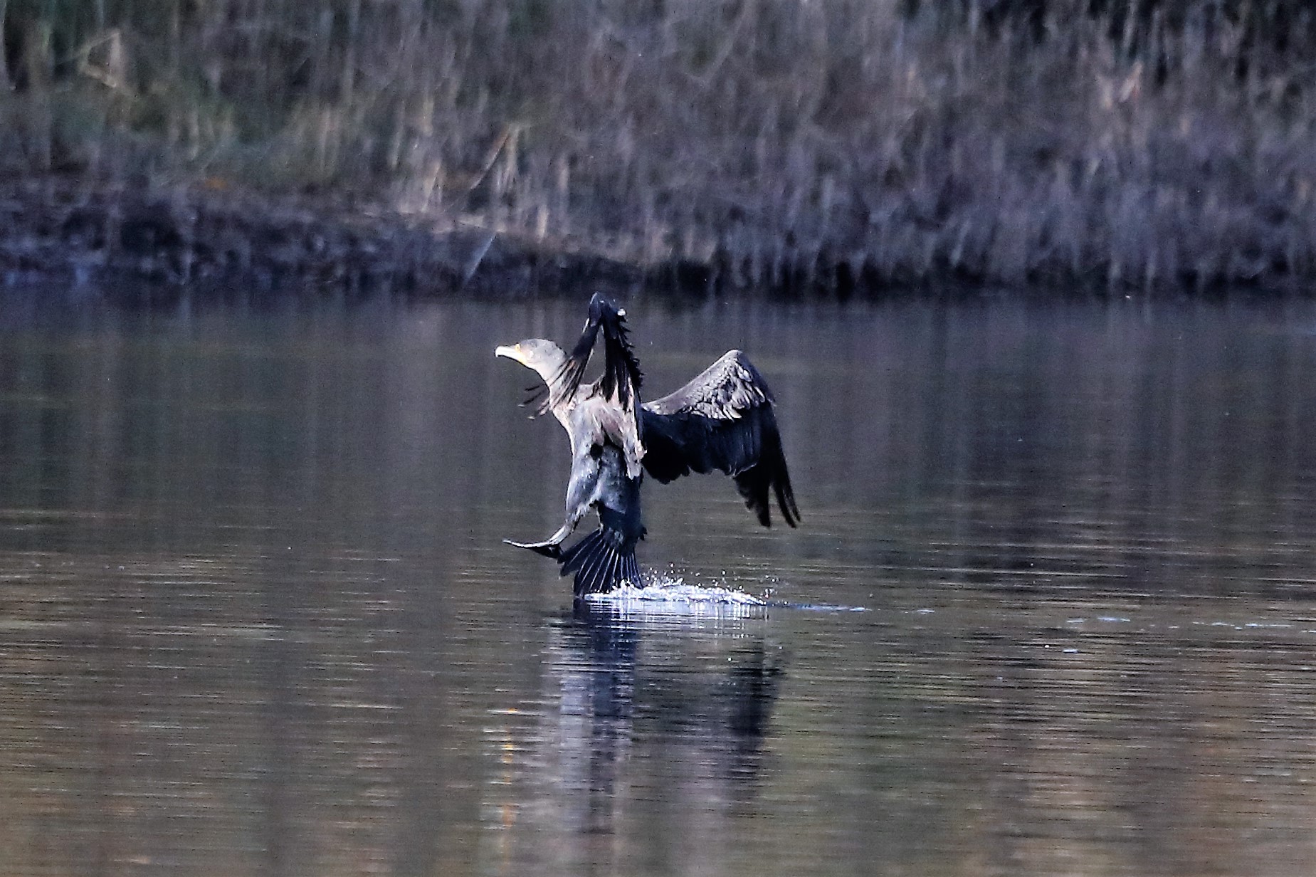 Cormorant