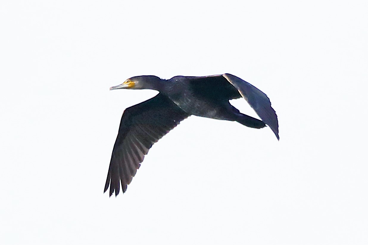 Cormorant