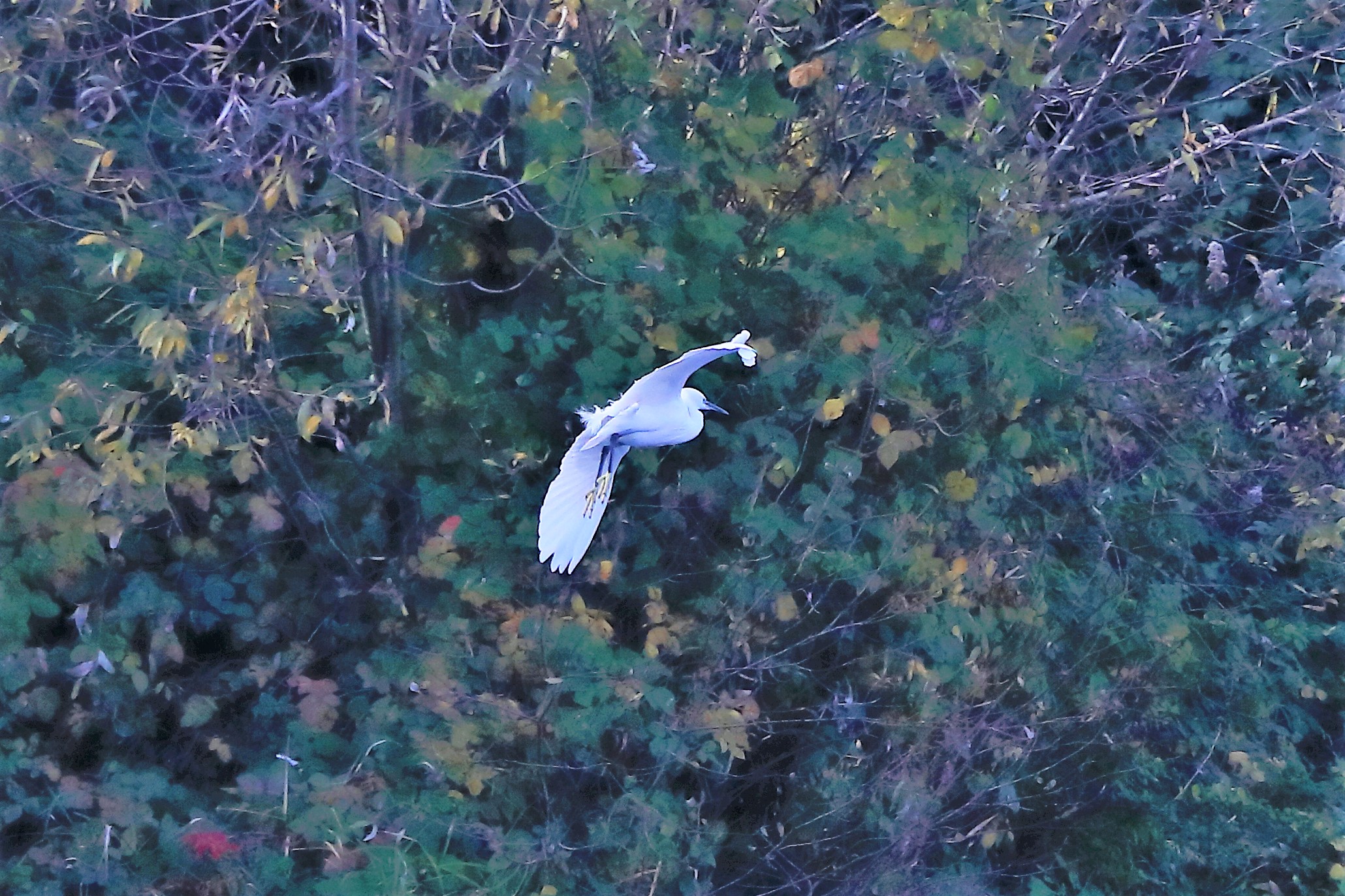 egret