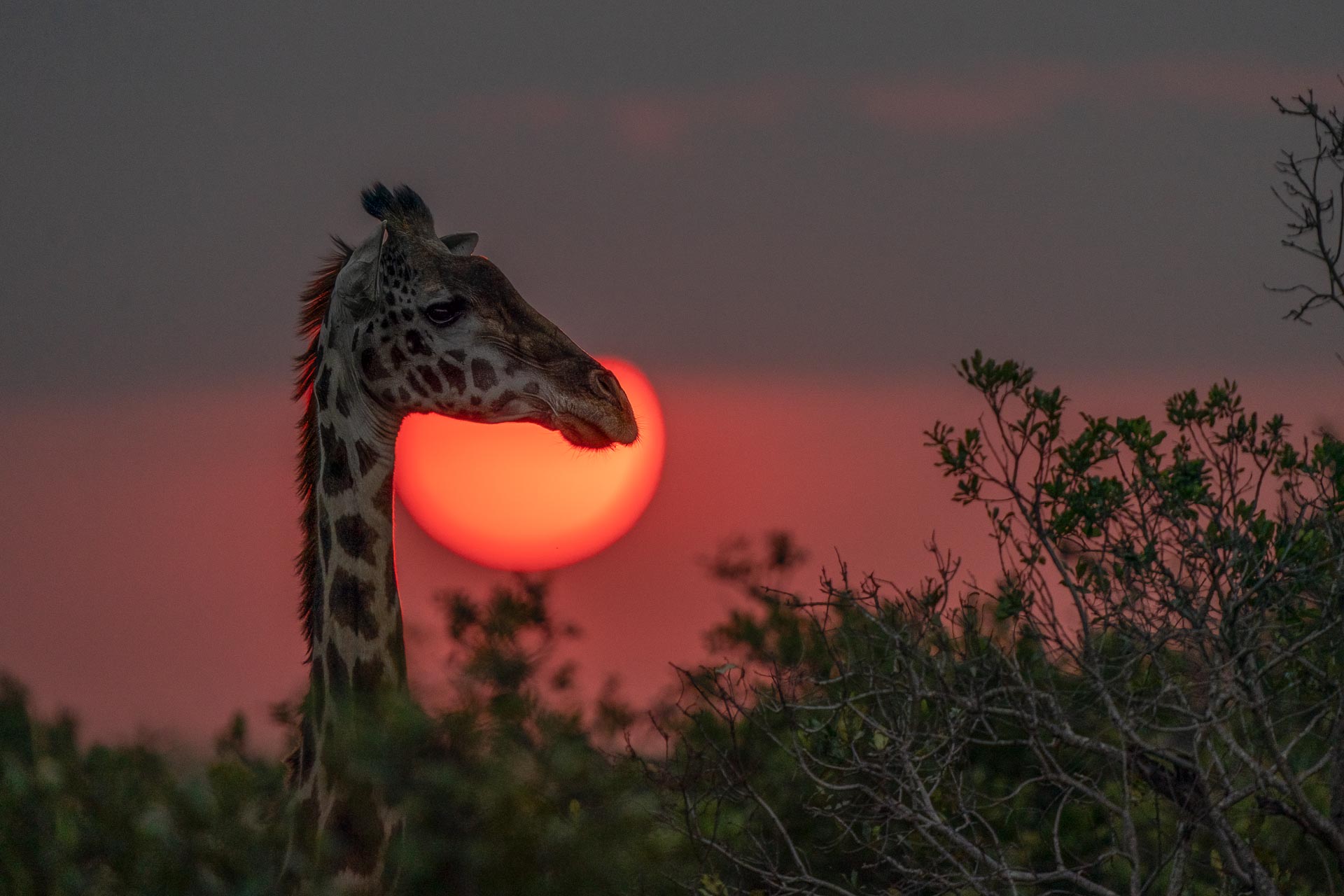 Giraffe at sunset