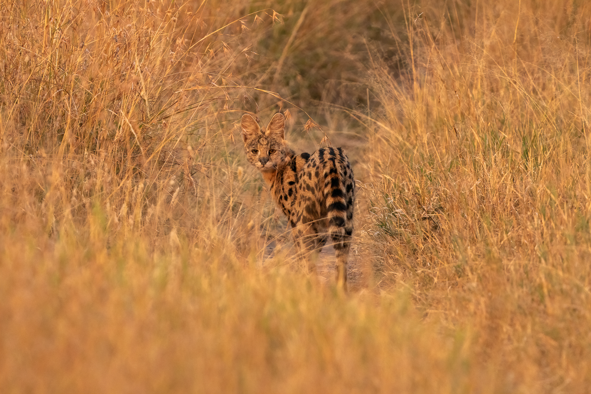 Serval cat at sunset