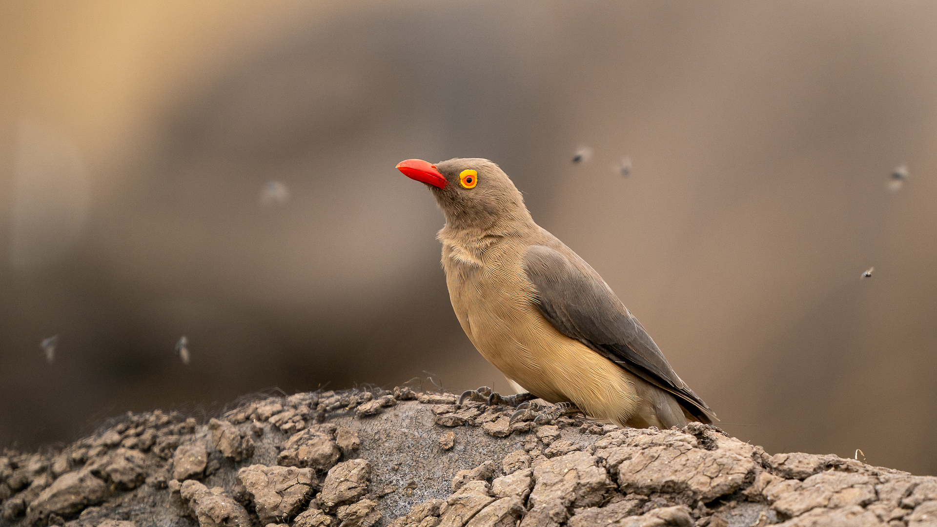 Red-billed buffalo