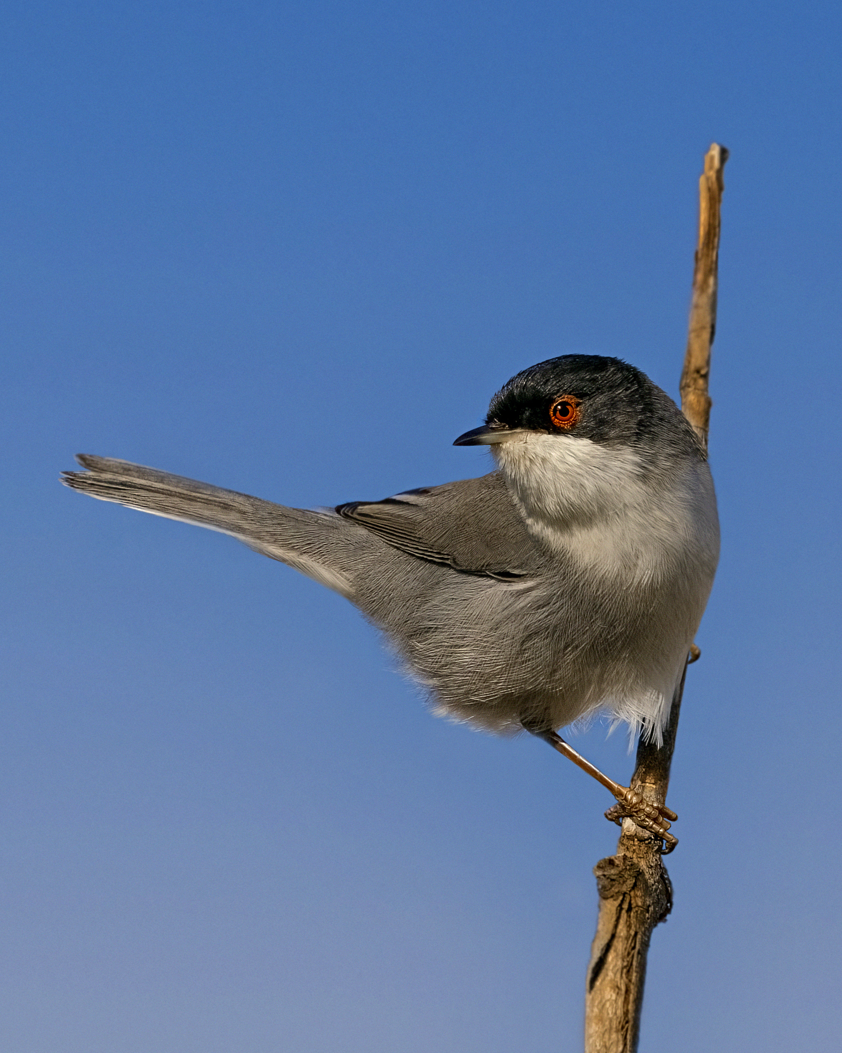 Occhiocotto on the highest branch