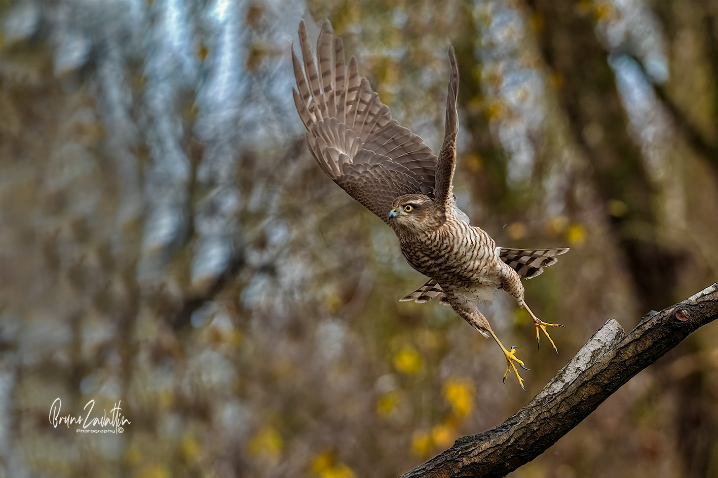 Sparrowhawk