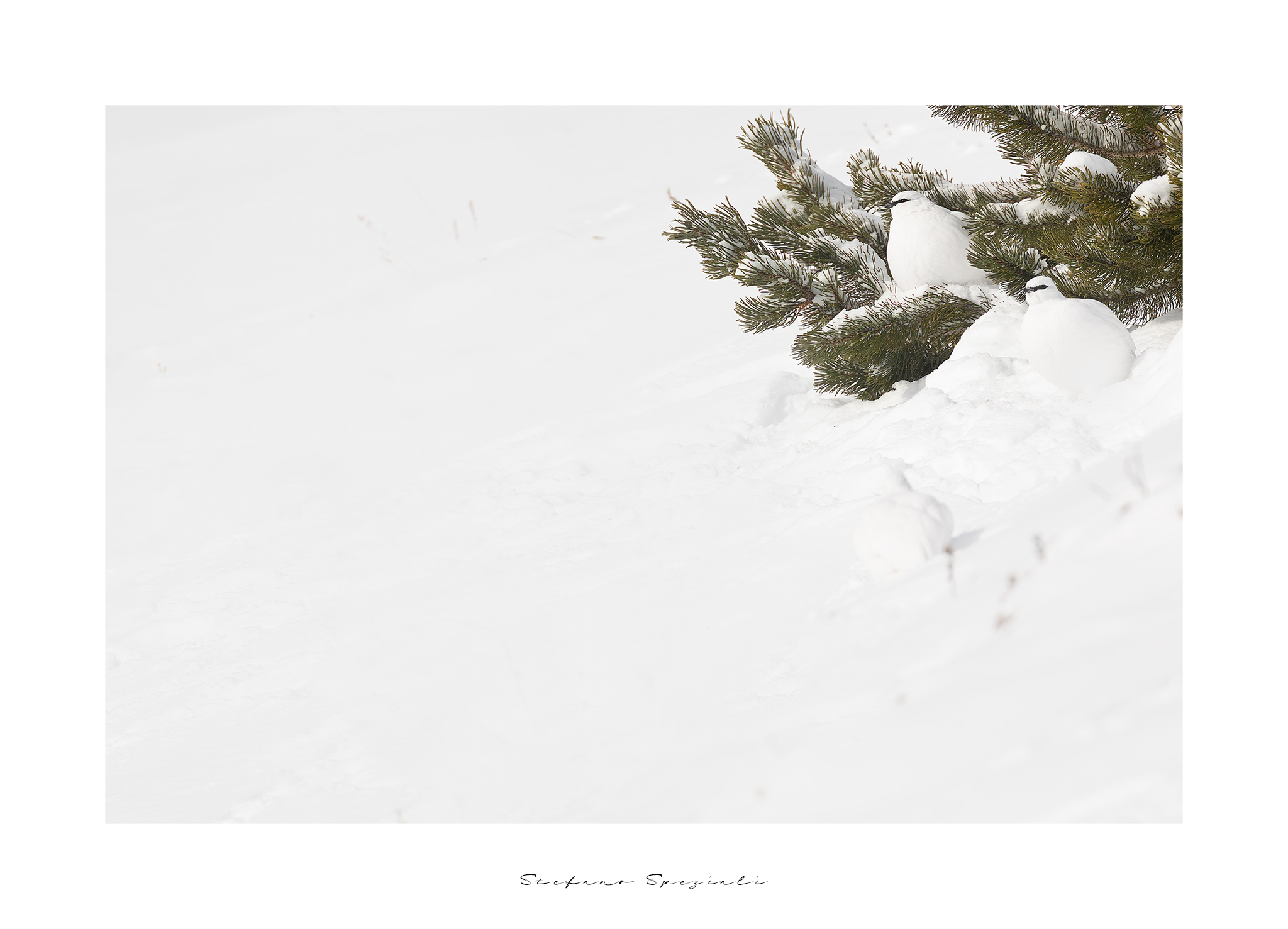 Pernice bianca - Lagopus muta