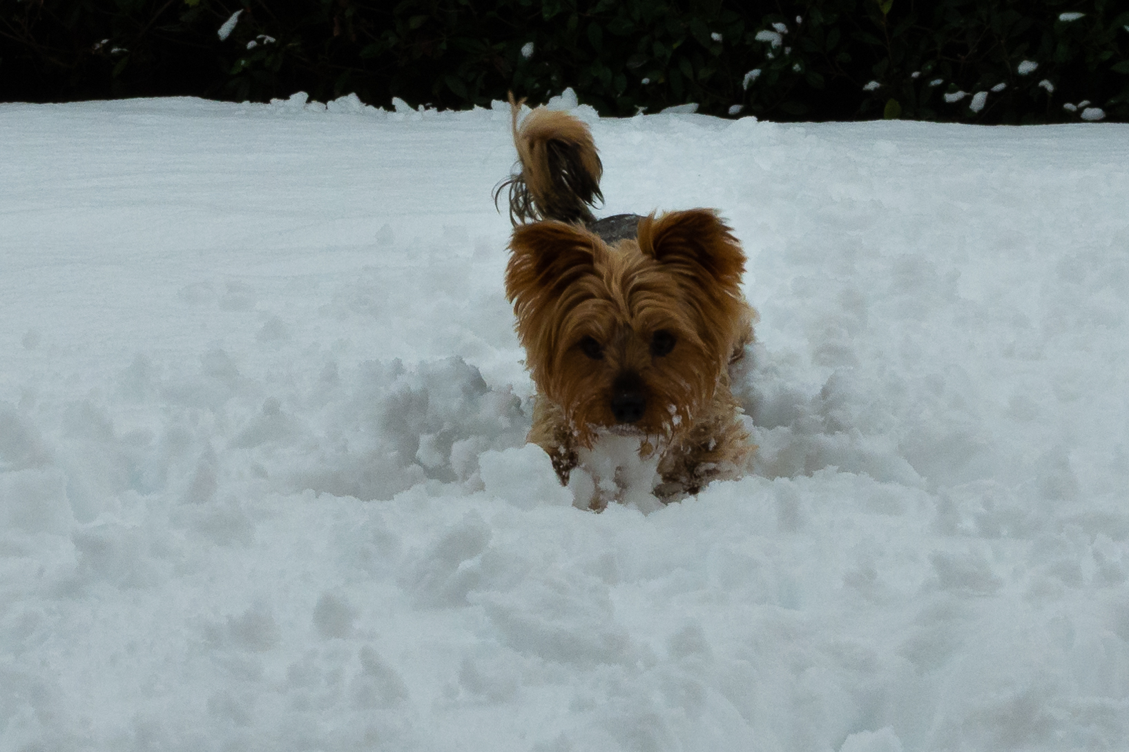 Dog in the snow 2