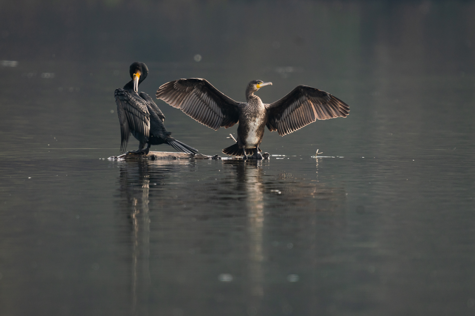 Cormorants