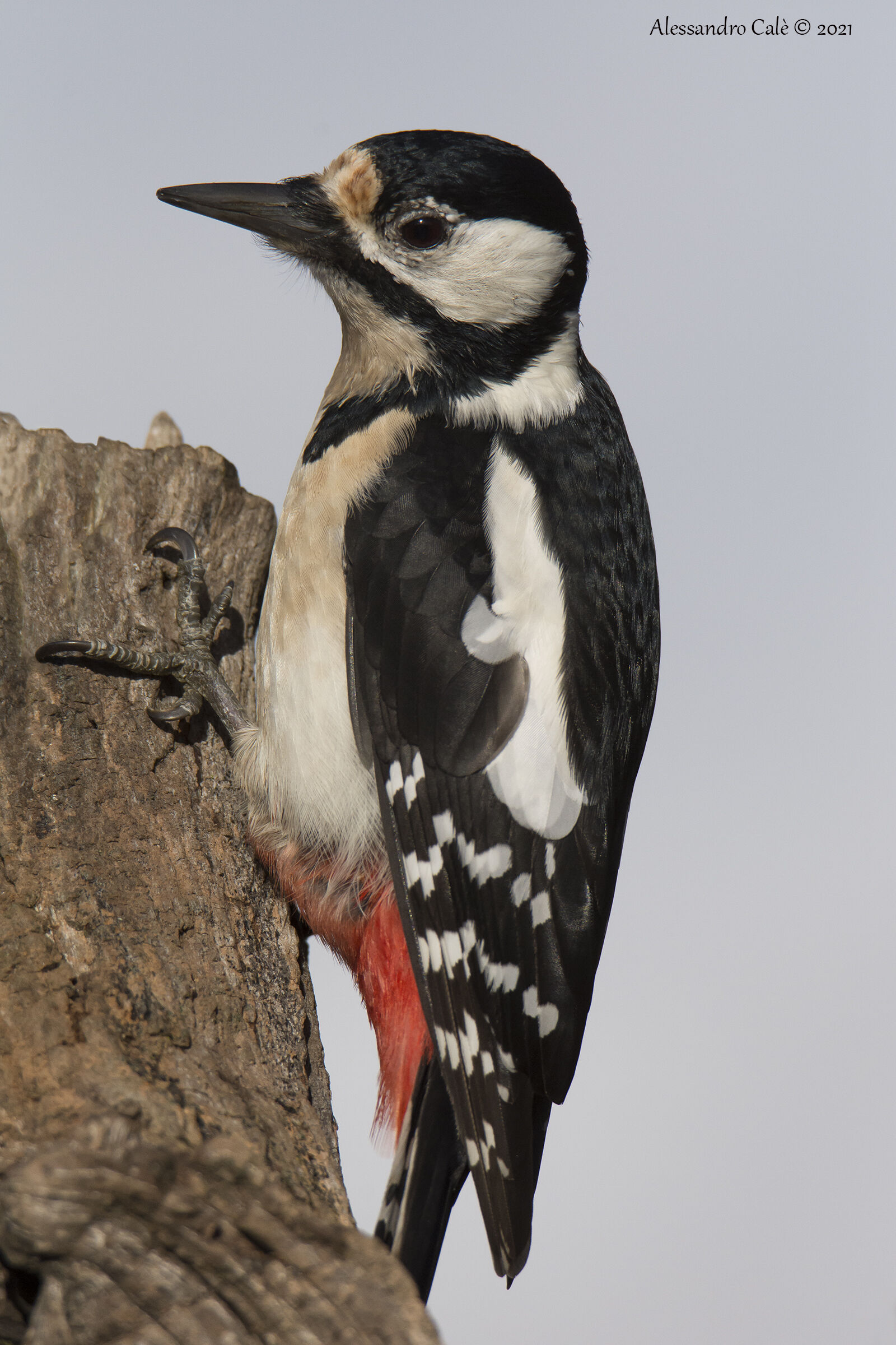Dendrocopos major (Picchio rosso maggiore F) 1137