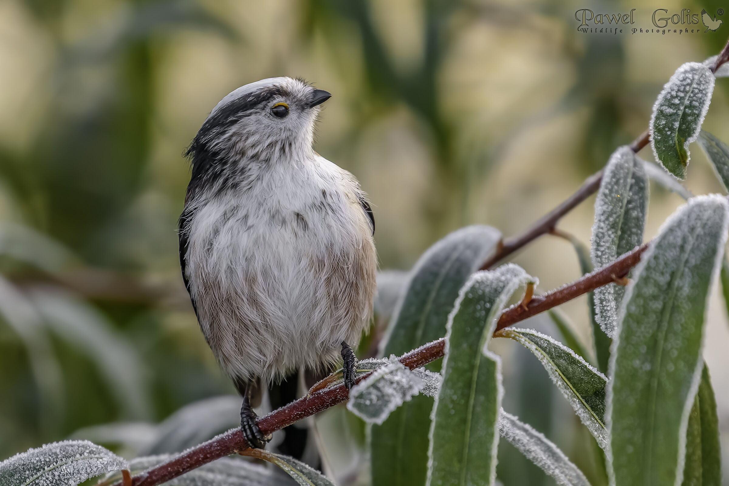 Bushtit dalla coda lunga (Aegithalos caudatus)