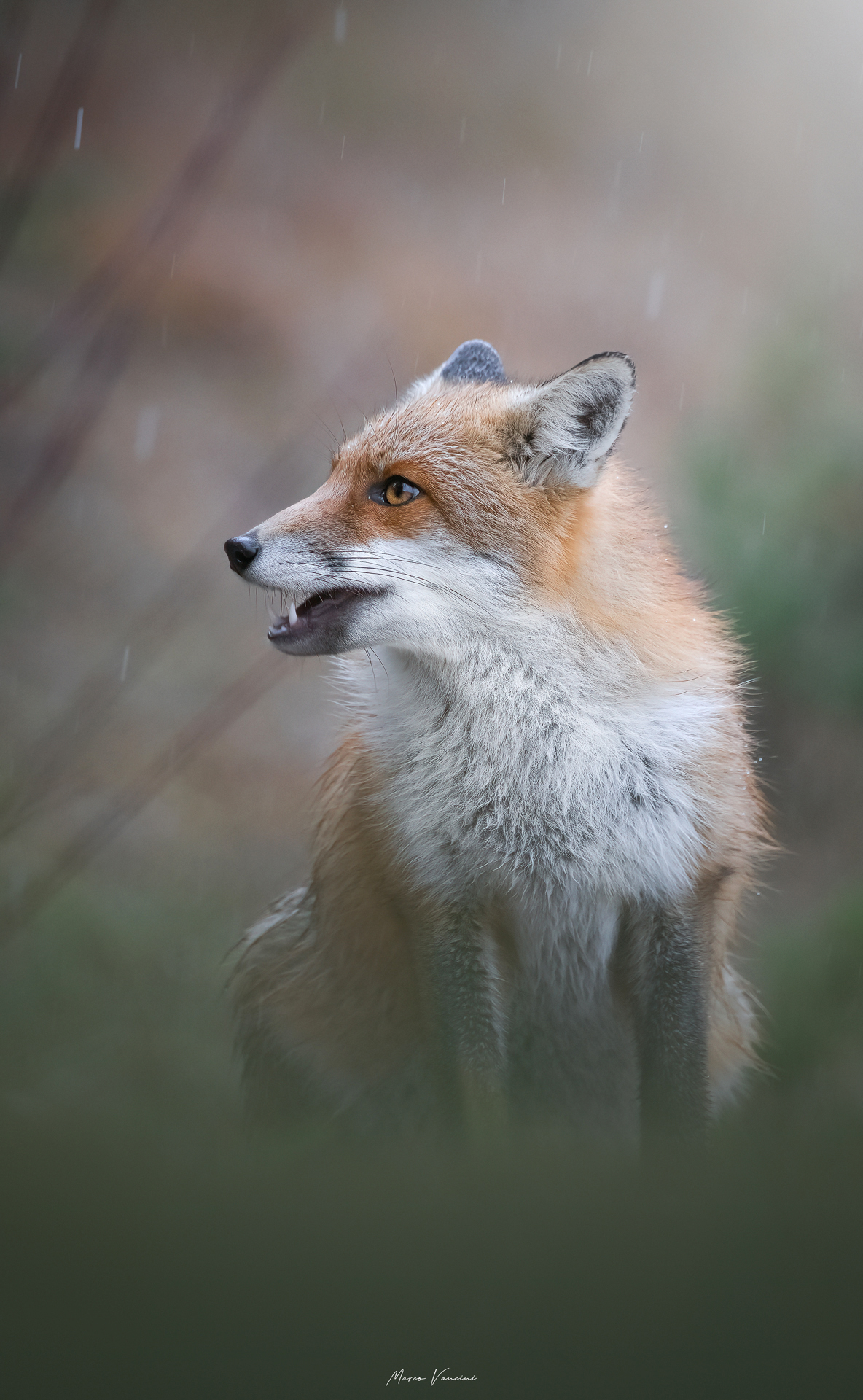 The profile