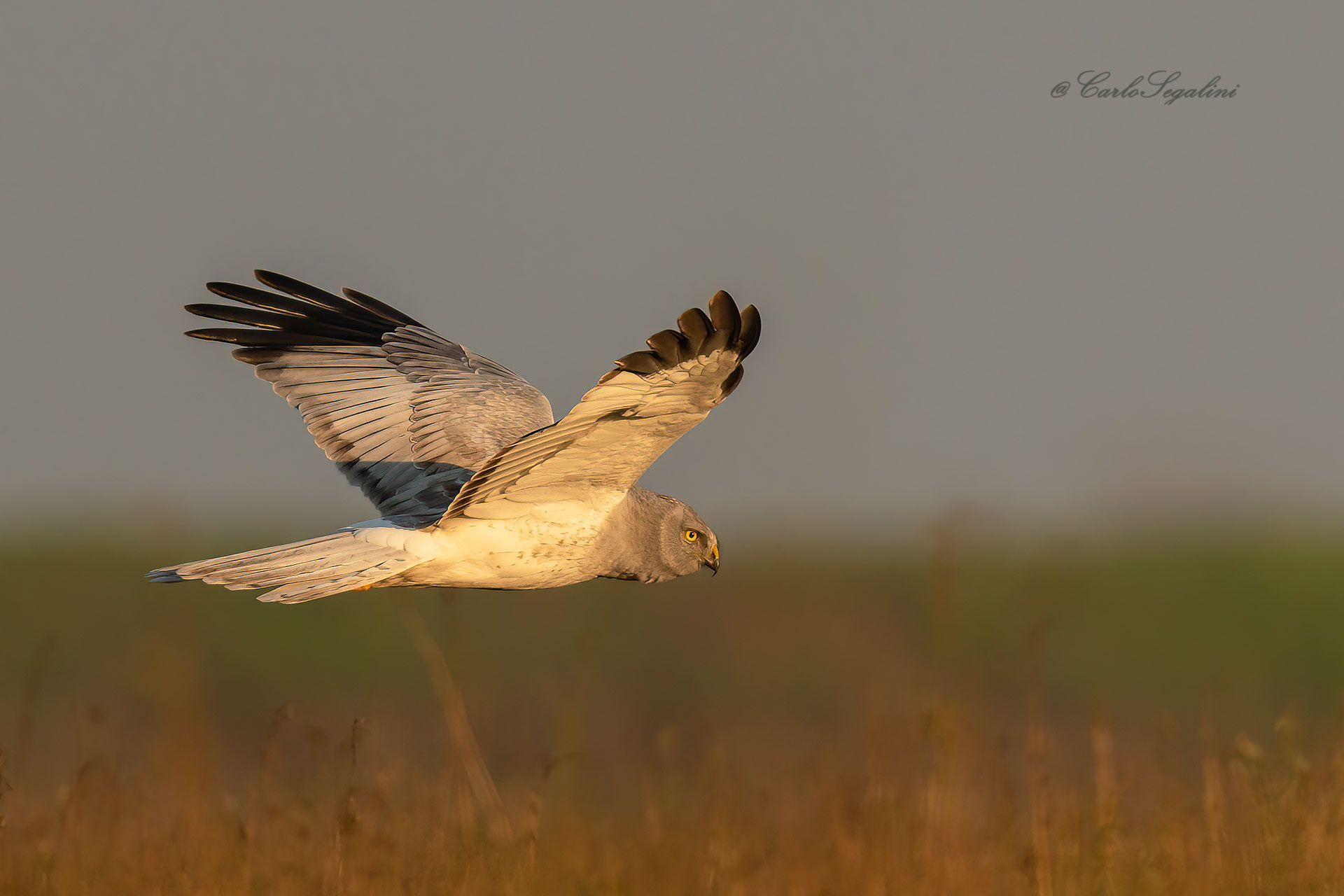 Albanella reale (Circus cyaneus)